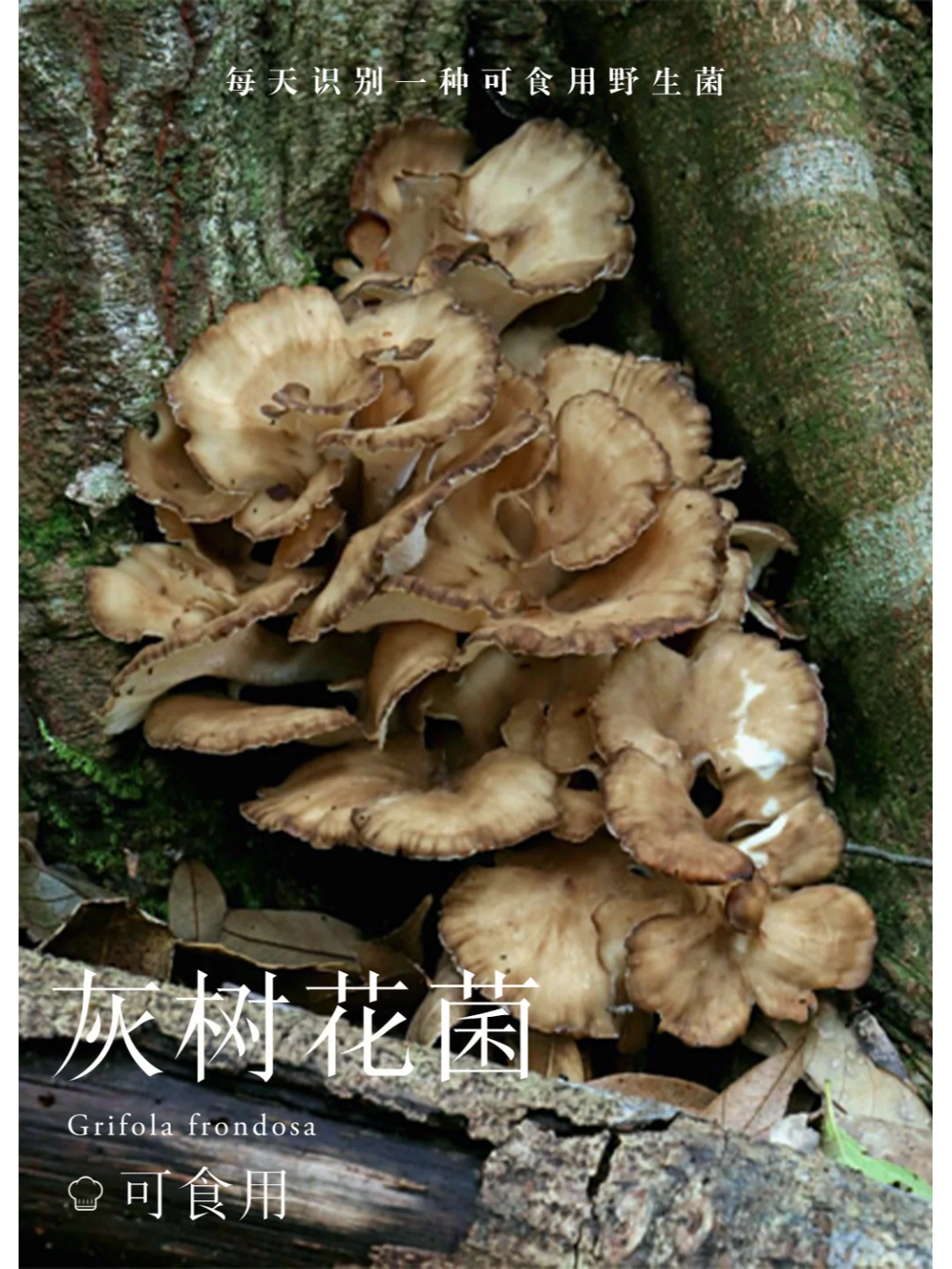 灰树花菌，独特菌香，好吃~