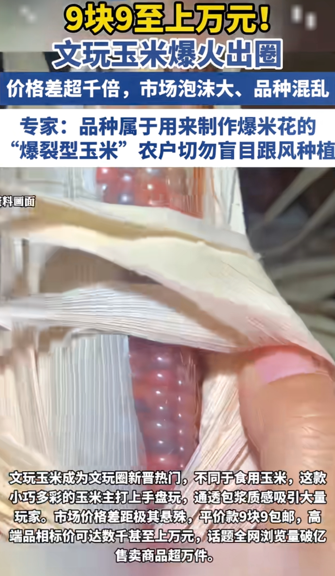 9块9至上万元！ 文玩玉米 爆火出圈，价格差超千倍，市场泡沫大、品种混乱。专家：品种属于用来制作爆米花的“爆裂型玉米”，农户切勿盲目跟风

这玩意儿说白了就是爆米花玉米换了个马甲。籽粒硬、颜色花、盘久了能出包浆，看着像玉石，年轻人觉得新鲜，就拿来当手串玩。

价格从9块9到上万，听着离谱，其实逻辑很