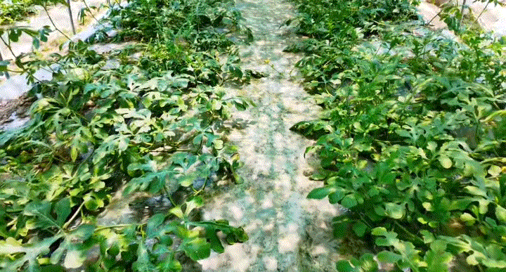 【衢州常山初夏采摘攻略收好】  ✅一整季鲜果轮番成熟，西瓜、蓝莓、桃子...