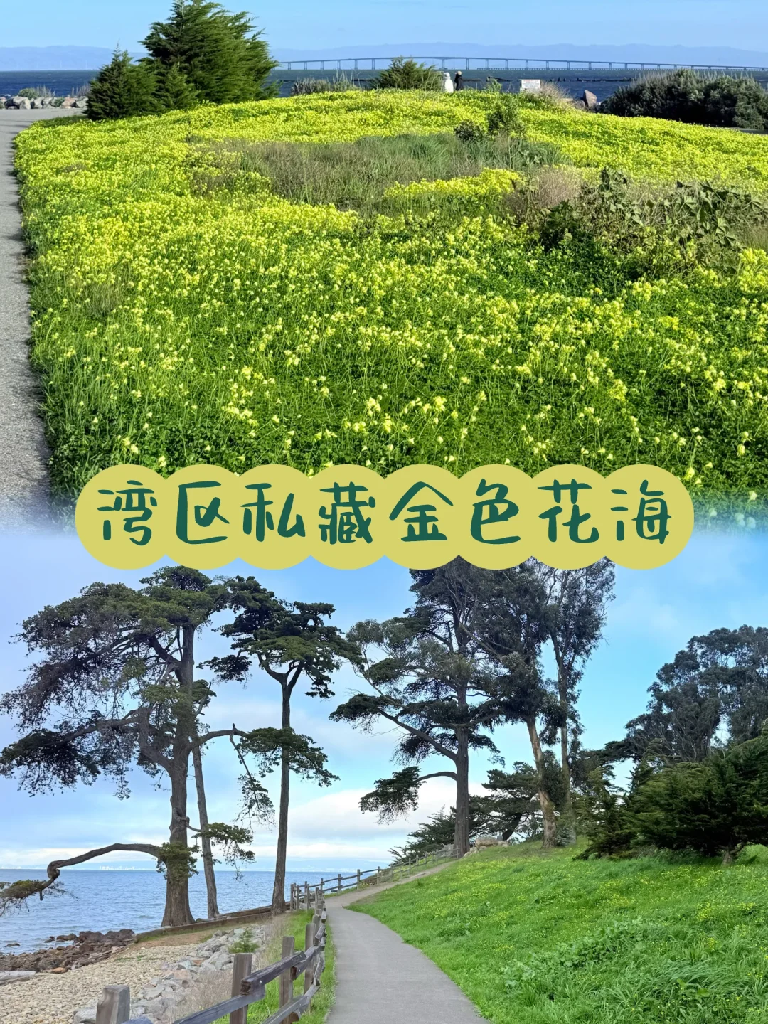 原来湾区还有这种地方｜私藏的海边金色花海