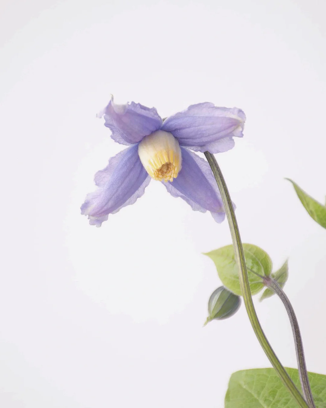 带你每天认识一种花材108｜克莱马提斯铁线莲