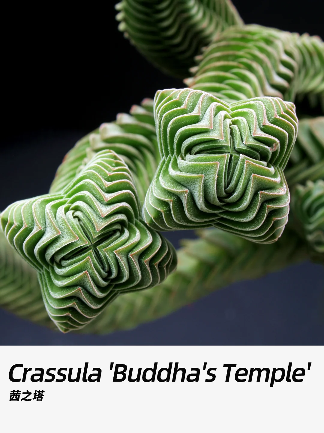 带你每天认识一种花材280｜茜之塔