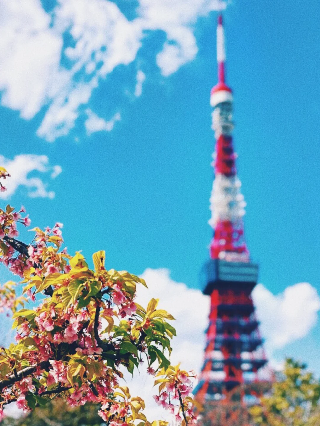 日本🇯🇵东京-伊豆4天游|推荐指数7颗星🌟