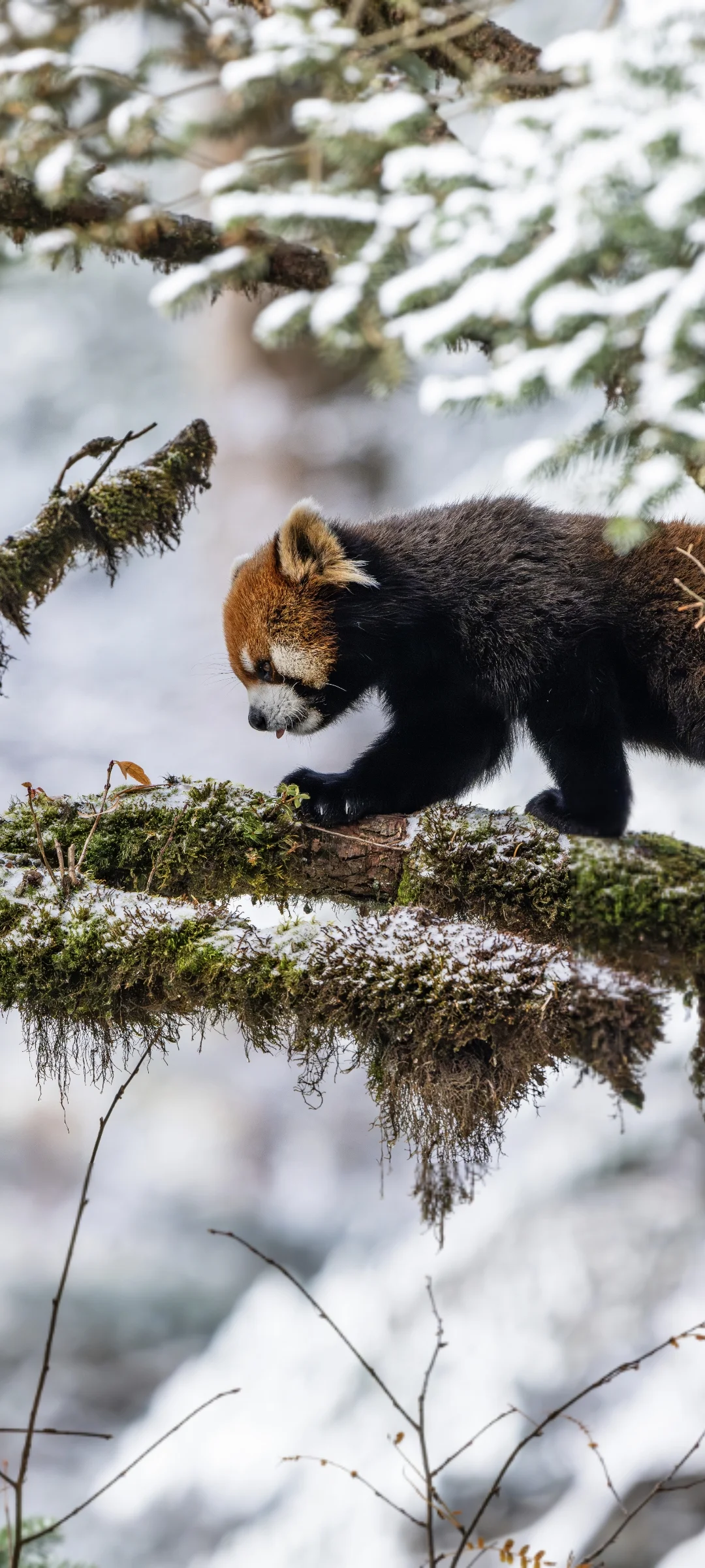 红熊猫的雪景，你见过吗？