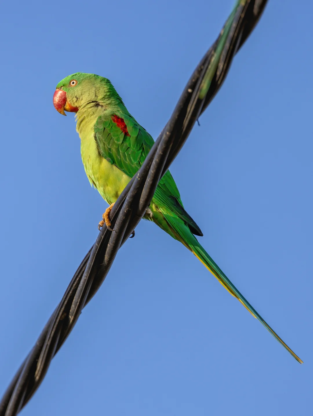 游荡在城市边缘的亚历山大鹦鹉
