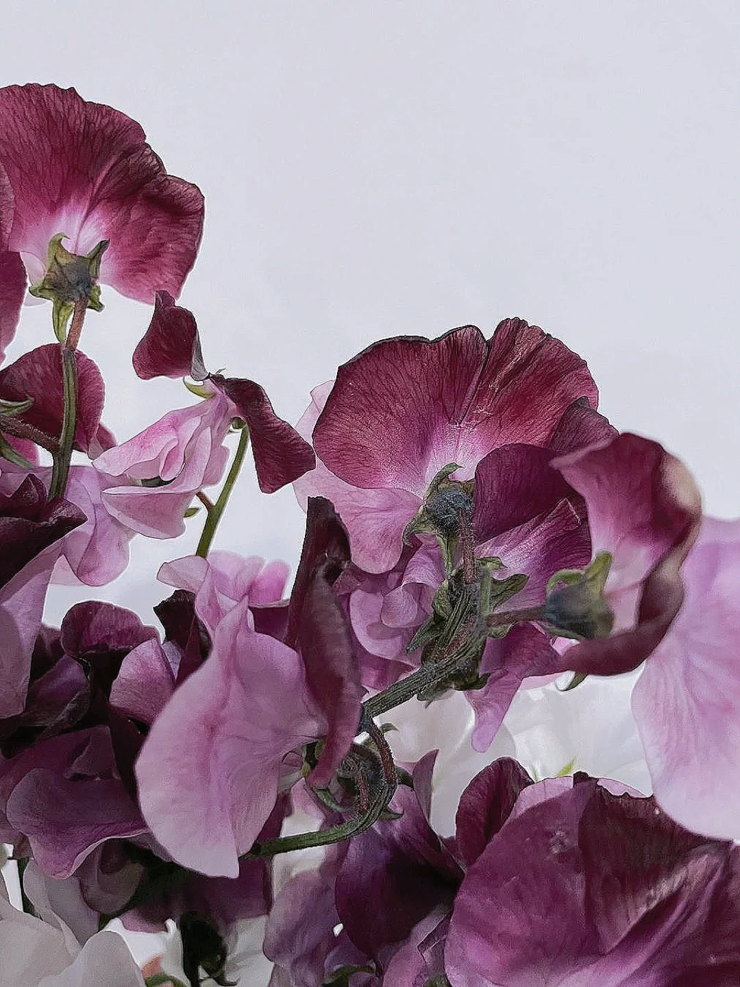 带你每天认识一种花材167｜日本香豌豆