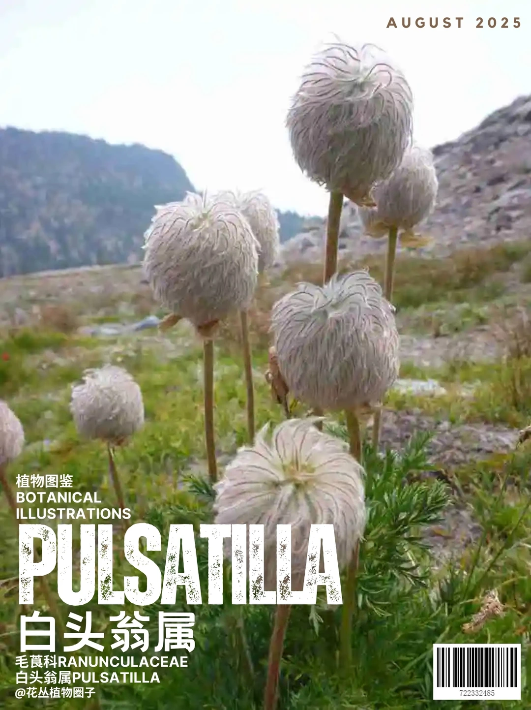 草原棒棒糖白头翁属Pulsatilla