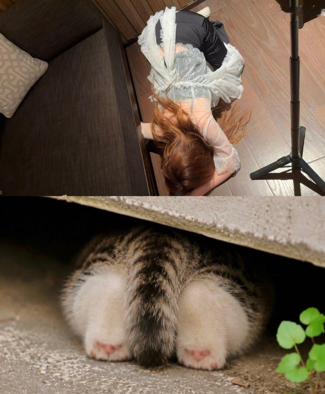 张靓颖就是那种很粘人的可爱小猫咪啊！冷脸踩奶被你发现的时候瞪得大大的眼睛真的萌坏了，呲牙凶你的时候以为自己可酷了其实在人类眼里就是一只可爱的小猫咪啊！体型小小的胆子小小的，害怕的时候一脸冷酷的跑到你旁边蹭你求你摸他真的心都要化了！ ​