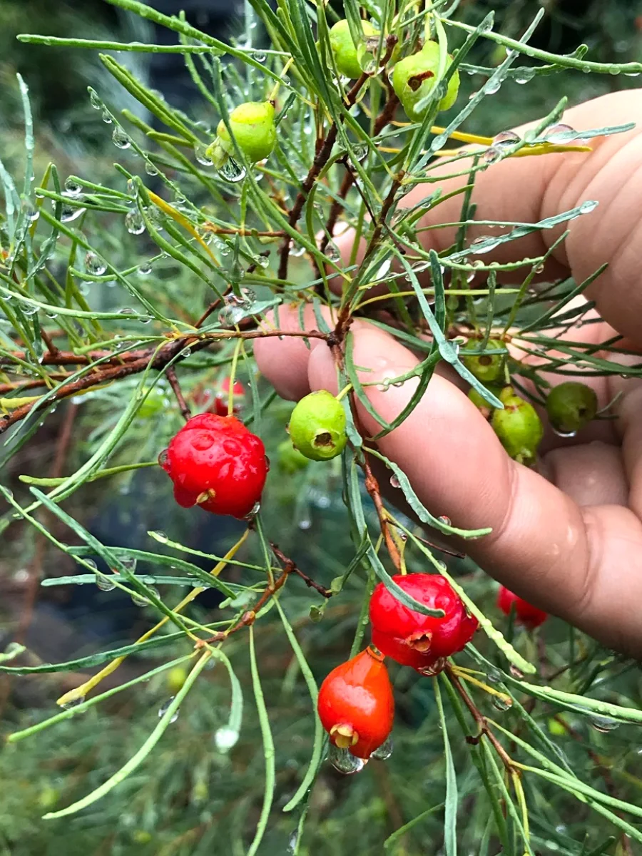 南美洲稀有浆果 针叶樱桃