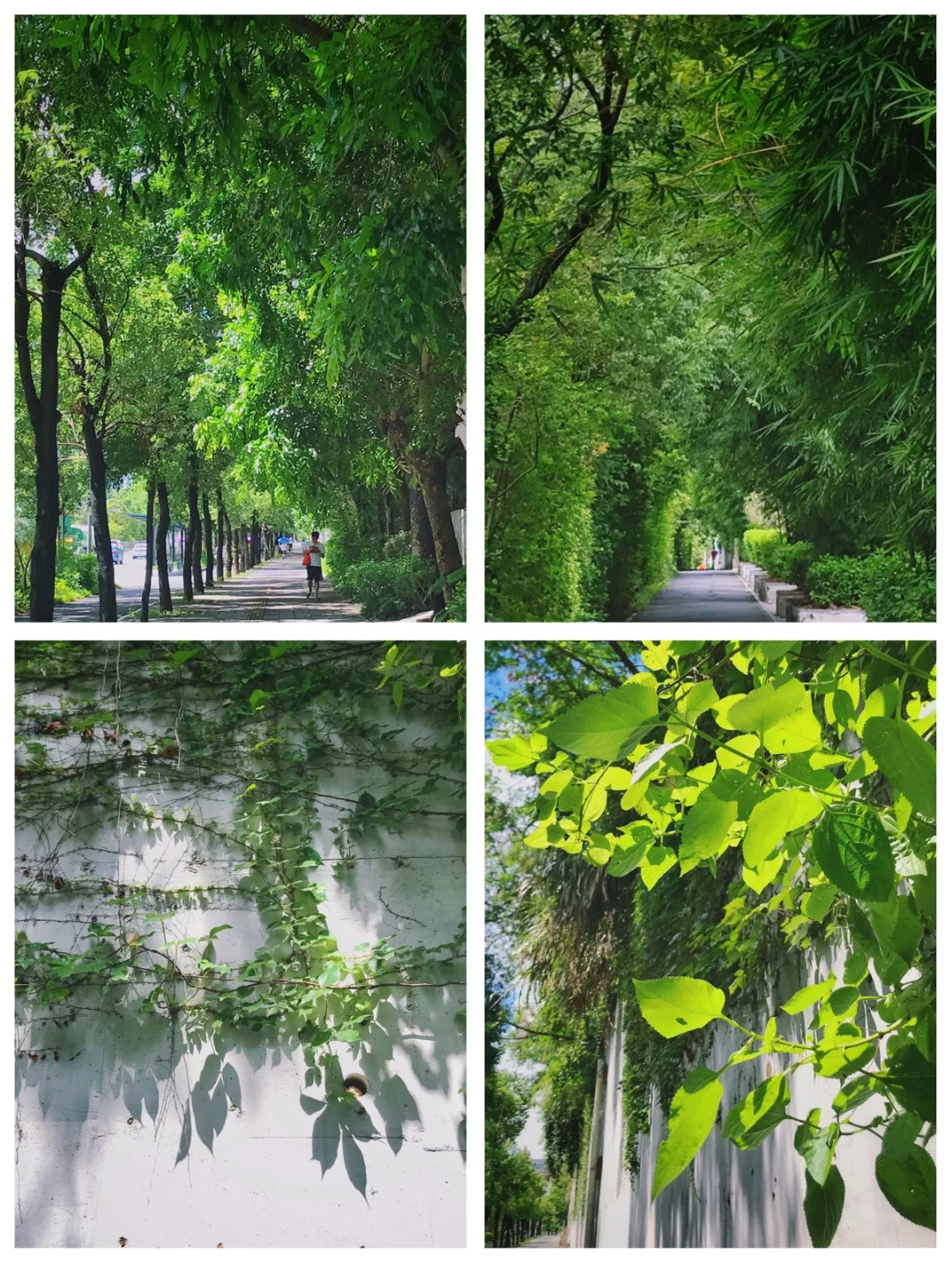 身边的林荫小道