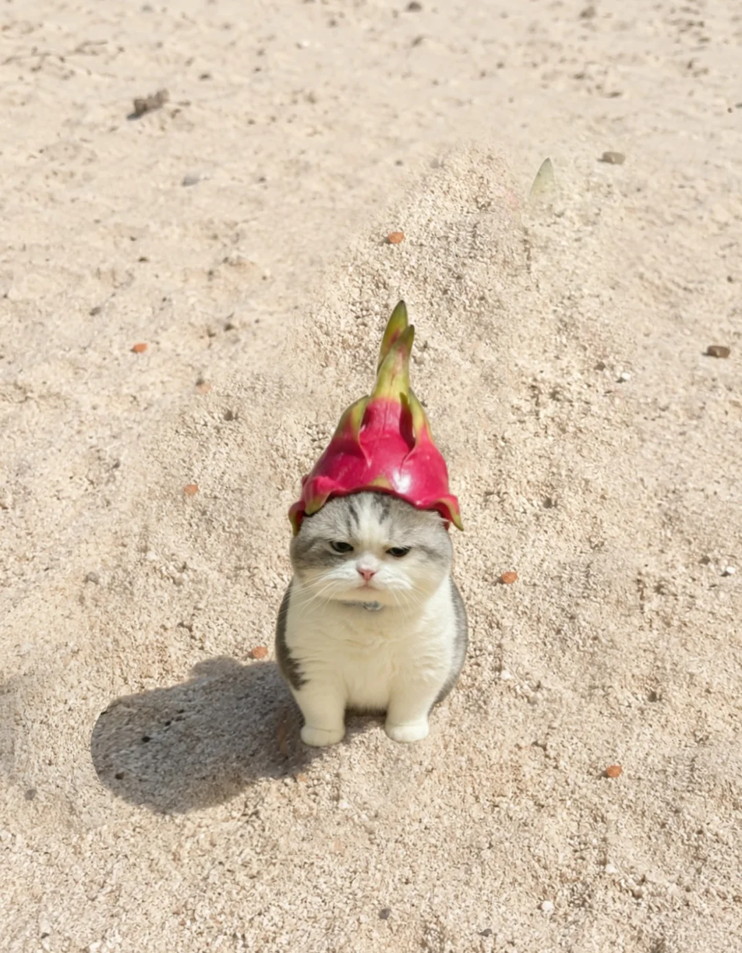 没见过世面的小猫