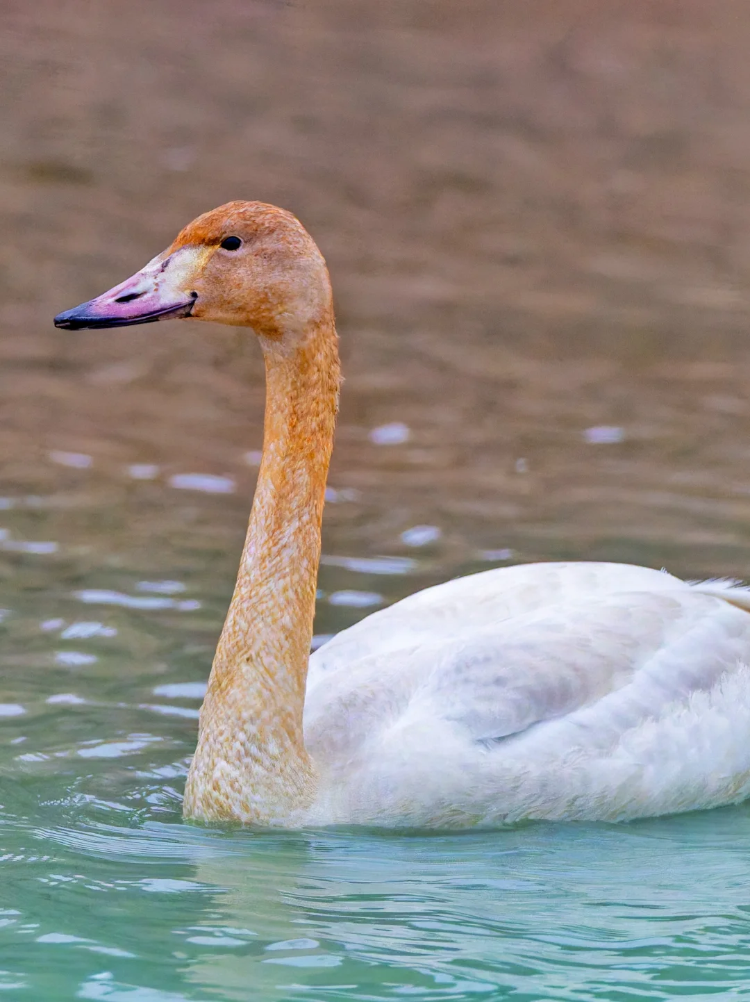 小天鹅：冷冽寒风中的优雅