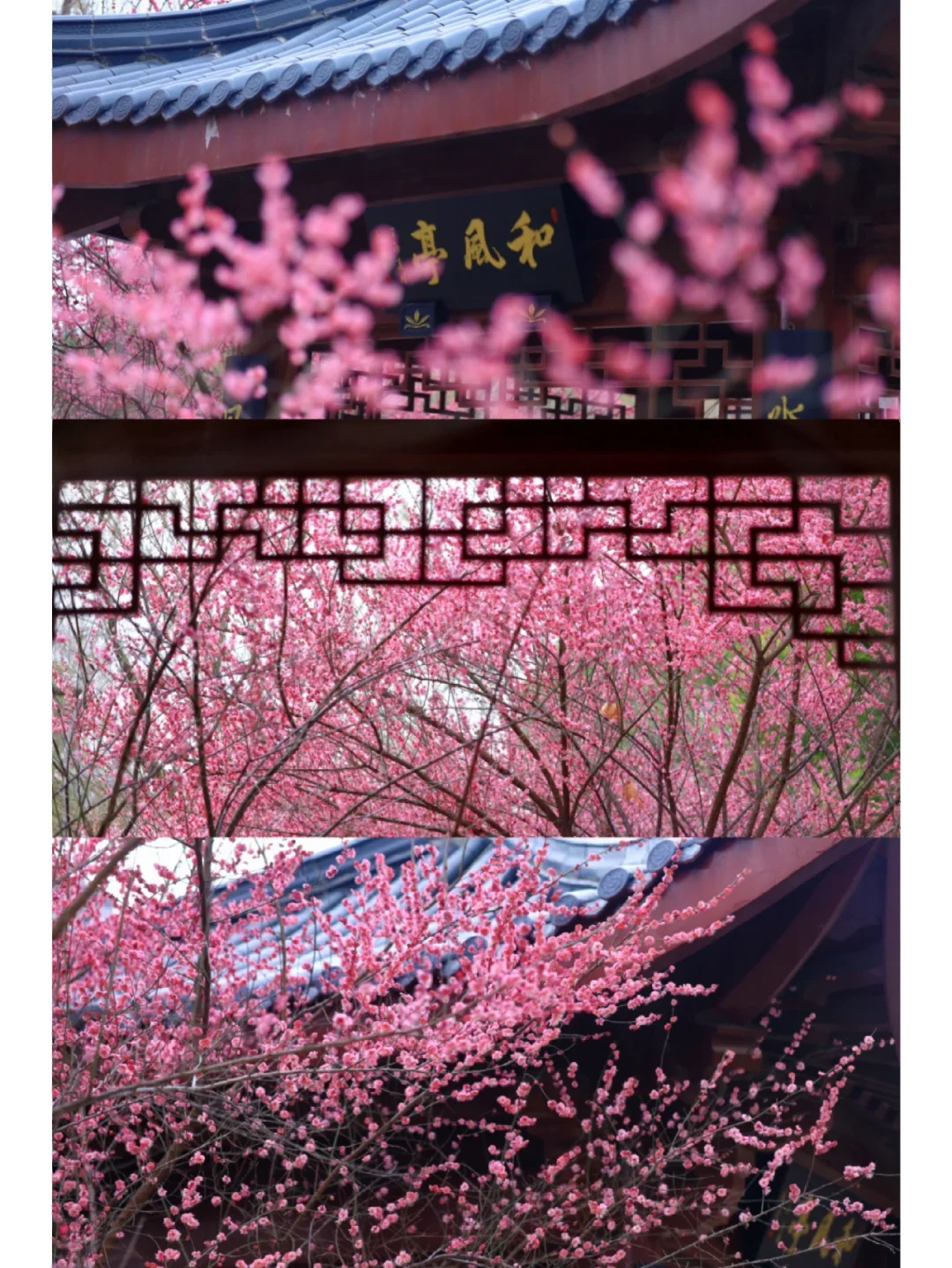 武汉地铁直达！小众赏梅地，红墙蓝瓦美如画