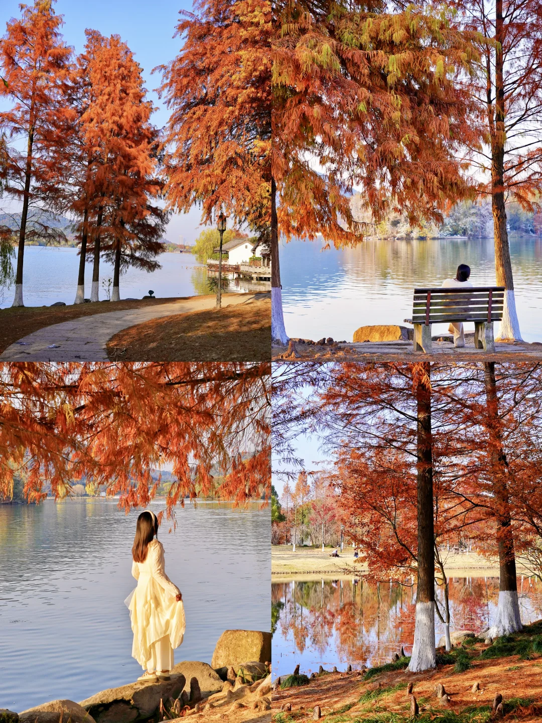 12月湘湖红杉林美哭了！美到赵露思都来打卡！