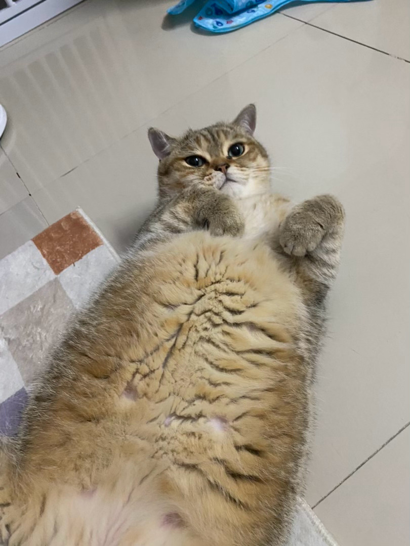 1.什么回避型猫格小猫  我一过来就往我身边直接躺下 但是不能抱不能摸...