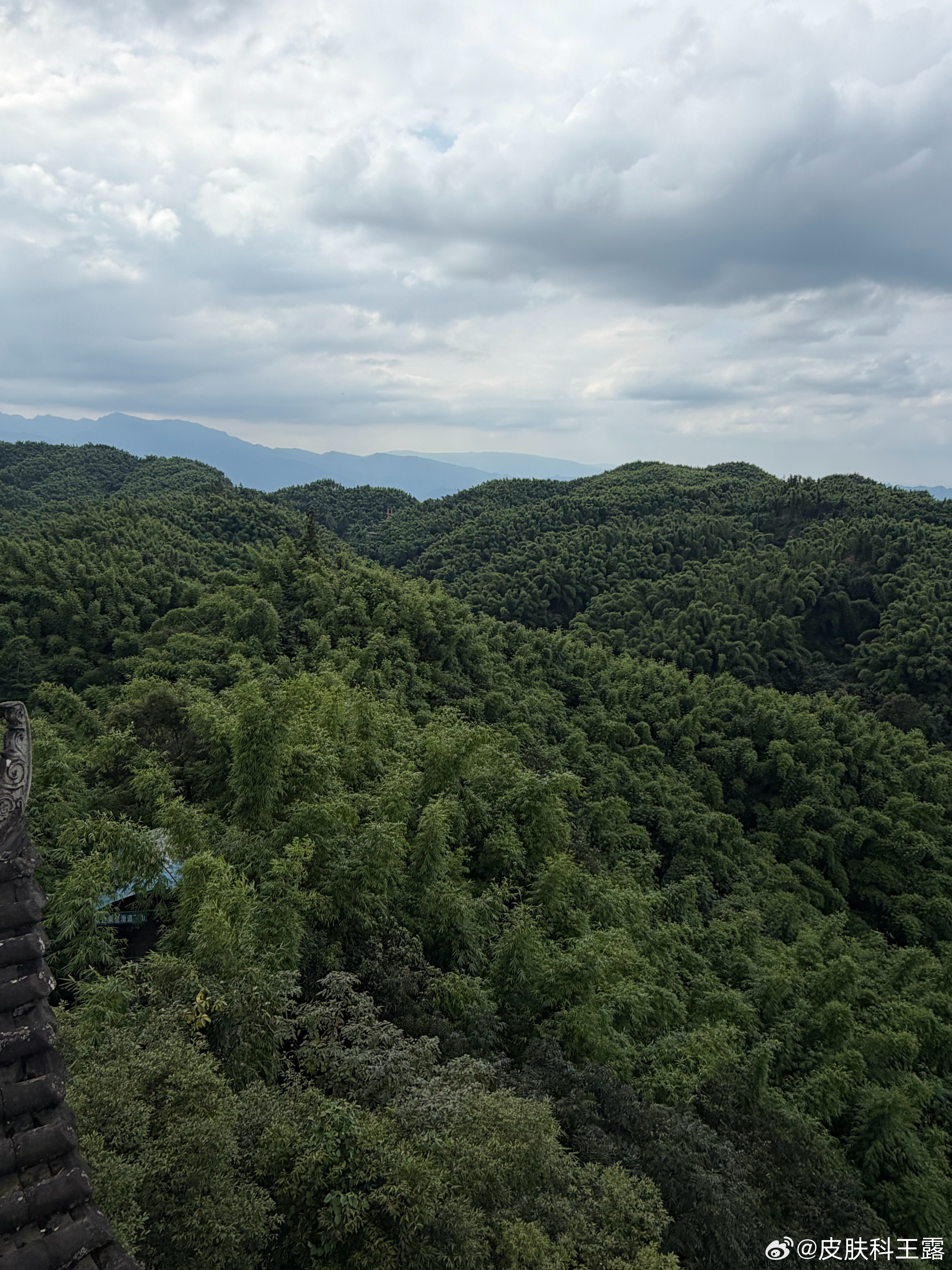 #旅游# 沐川竹海，苍翠欲滴，路遇各种蜻蜓、蝴蝶。
路遇图一，有被风吹倒的竹子，张同学摸了摸竹子，喊我：露总，你摸摸，这个竹子挺舒服，凉悠悠的，难怪适合做凉席。
我拒绝。
他非常热情继续不挺邀请：你来摸一下这个竹子嘛。
我：摸不到！
他愣了一下，恍然大悟，不再邀请。
啊，他怎么敢经常在我 ​