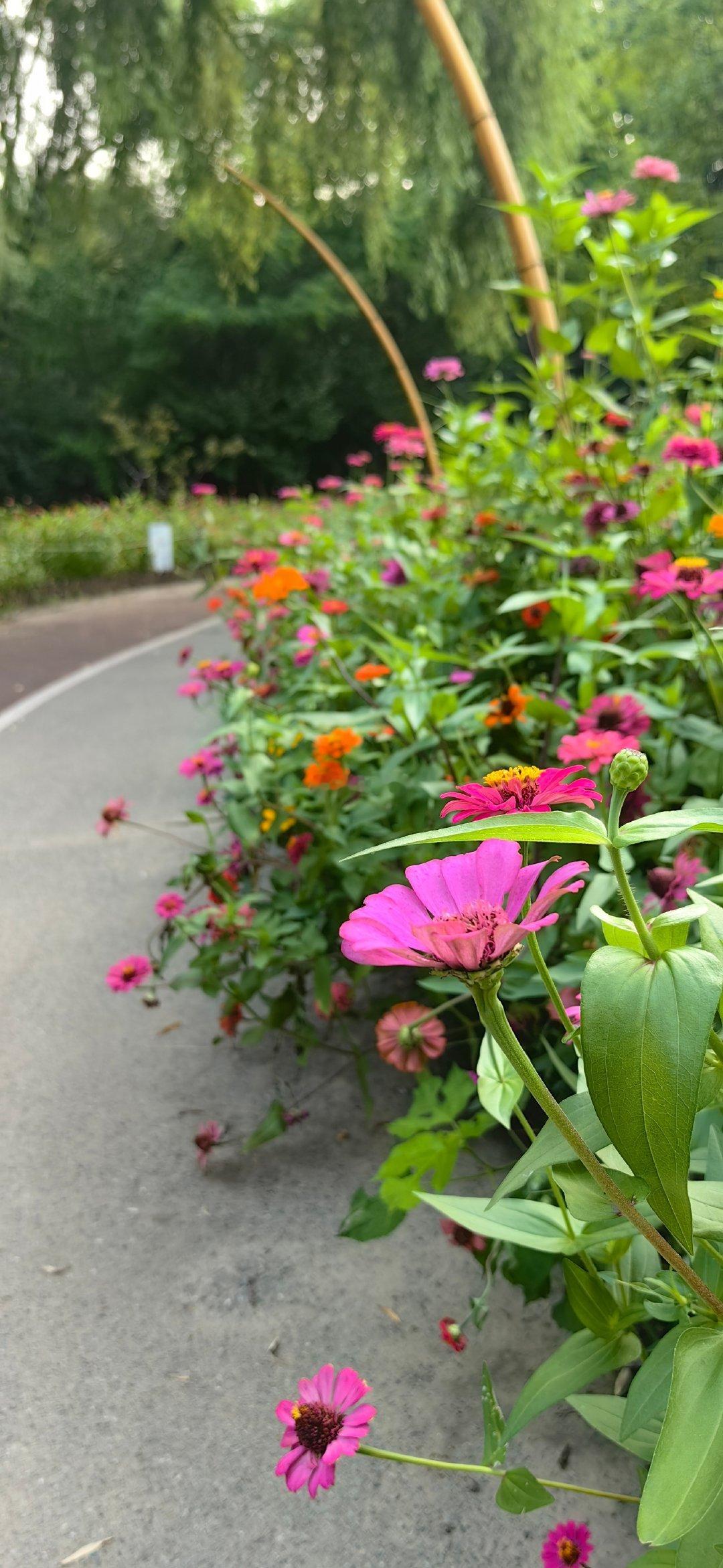 #困兽# 漂亮的花圃，终于被踩踏拍照搞秃了若干块，我诅咒你们…减肥失败，投资亏钱，婆媳不和，月经不调，手机掉茅坑… ​