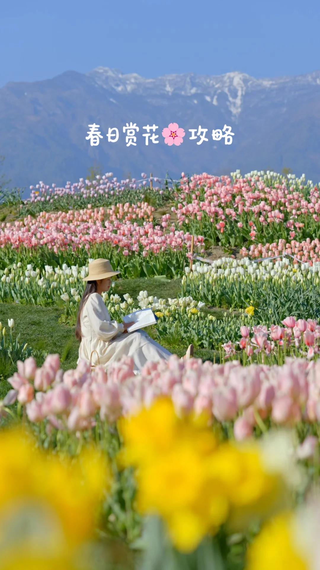 2026花期提前！大理春日赏花攻略它来啦