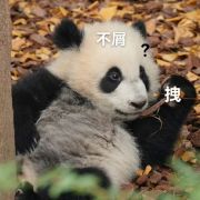 鹏池夜谈科技