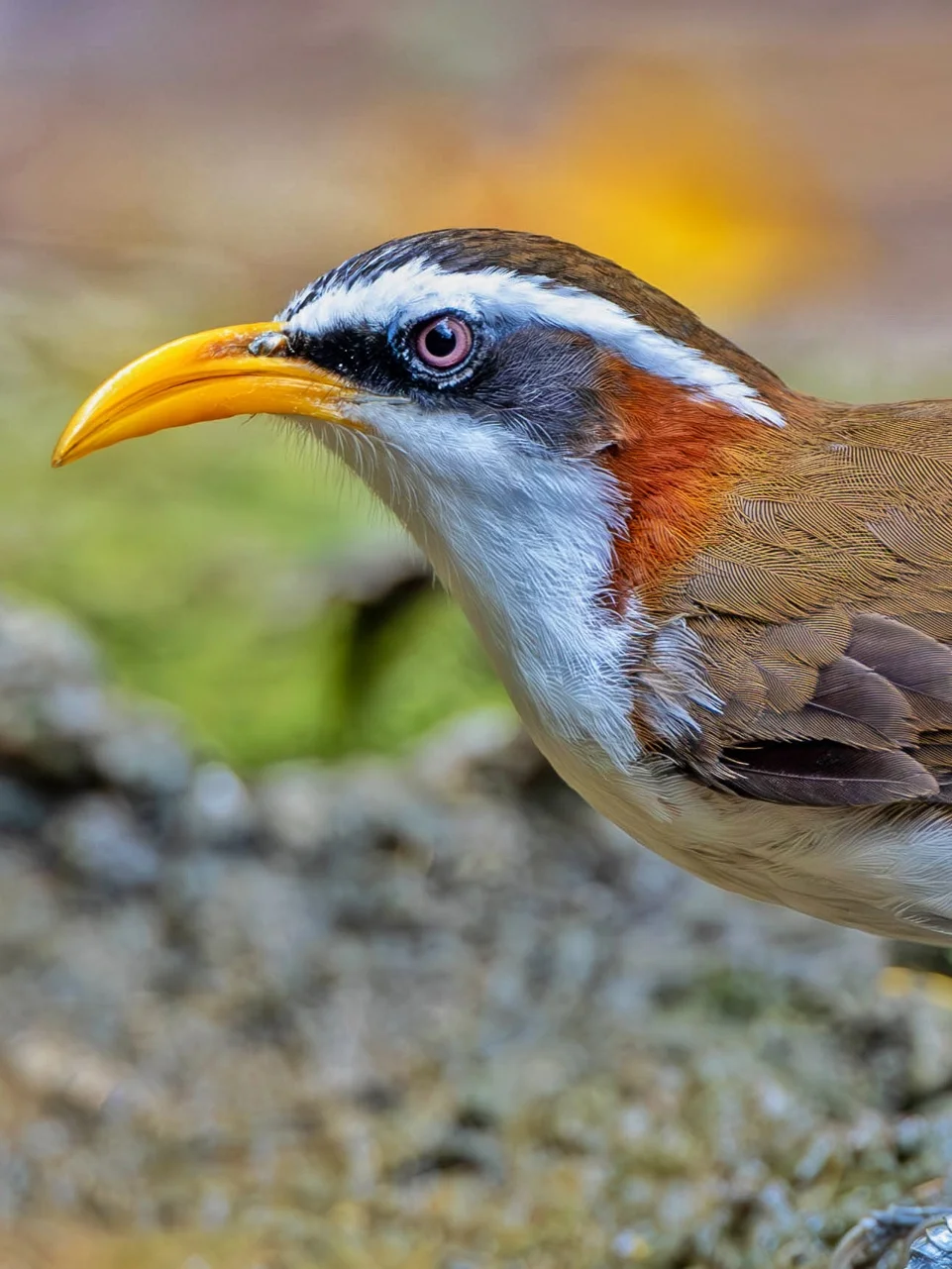 又见一种新的钩嘴鹛：灰头钩嘴鹛