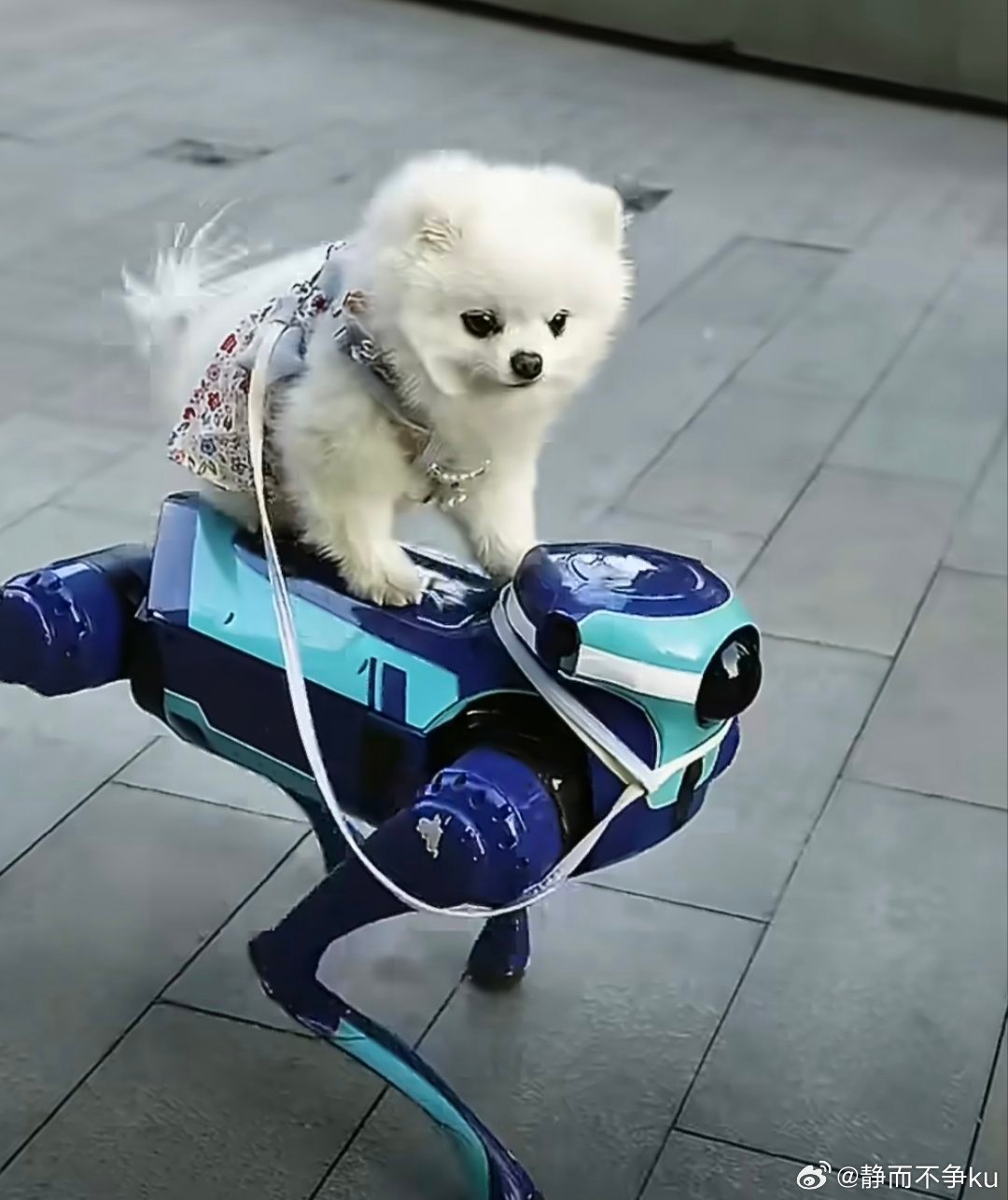#北京WRC导盲犬和机器狗一起上岗了#很难得见到这样新奇的组合，导盲犬自带柔软的治愈感，机器狗功能强大，携手完成现场各项服务保障 ​