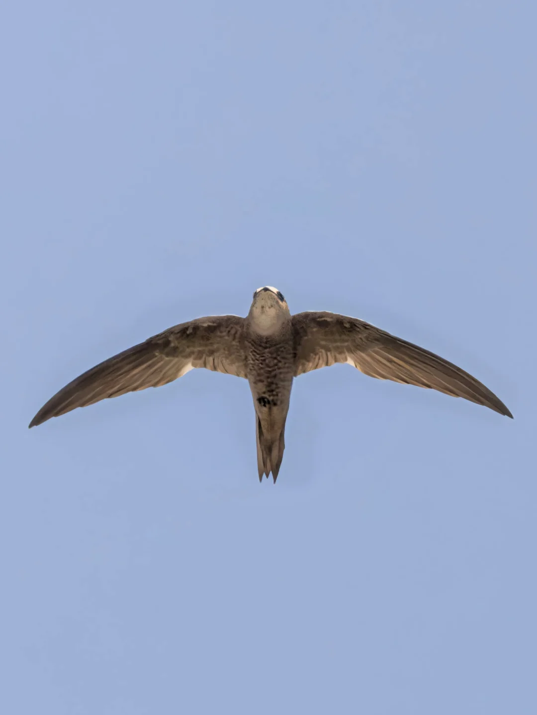"永不落地"的鸟：来自中东的苍雨燕