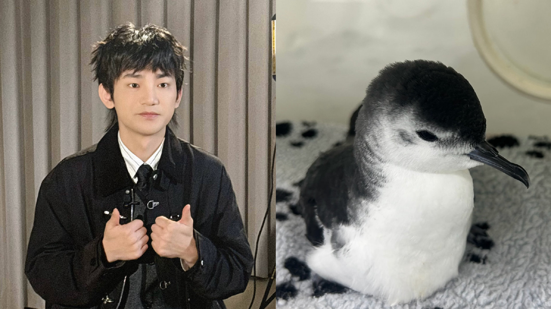 好萌…………超级小萌鸟…… ​