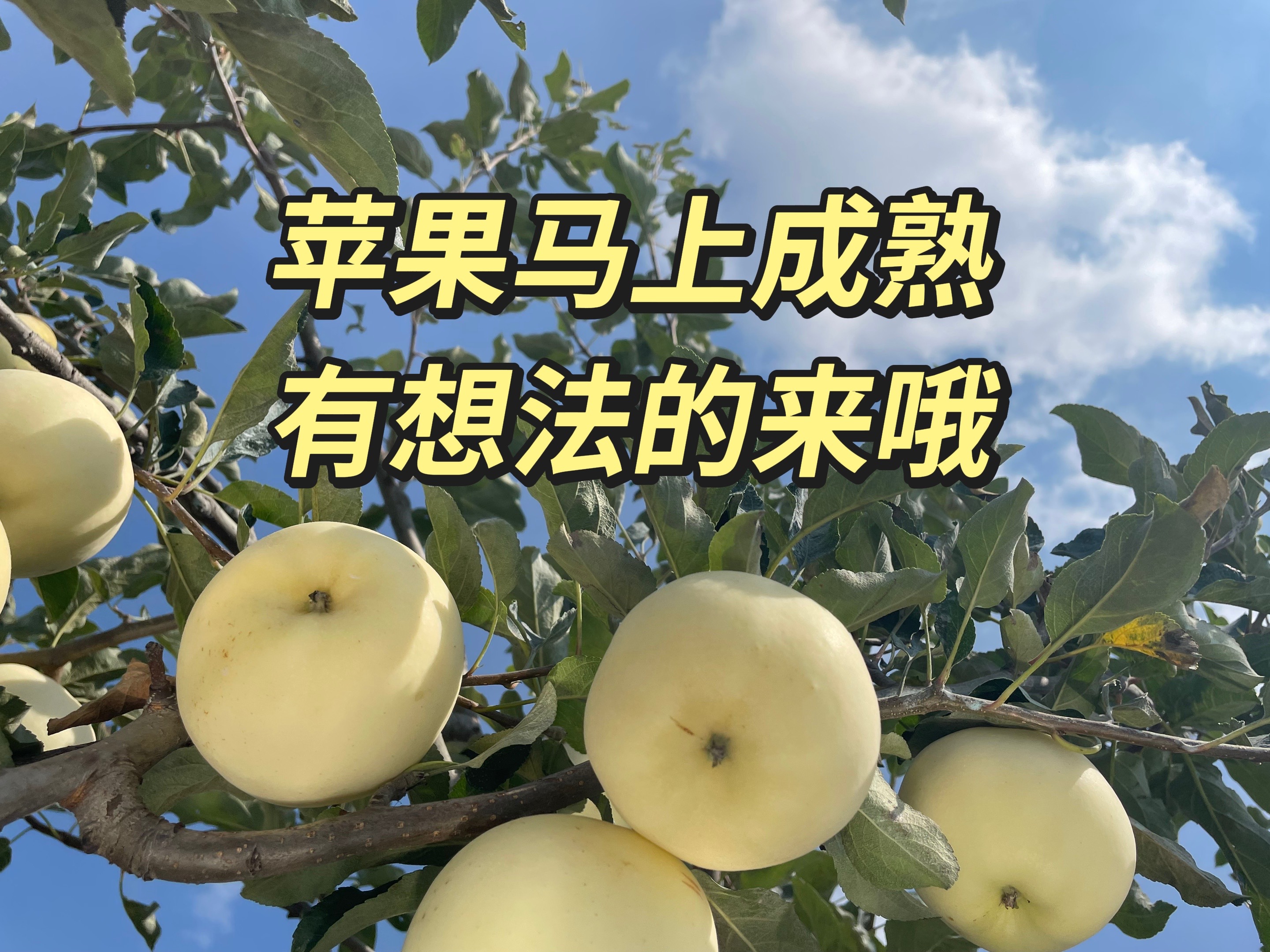 苹果熟了！