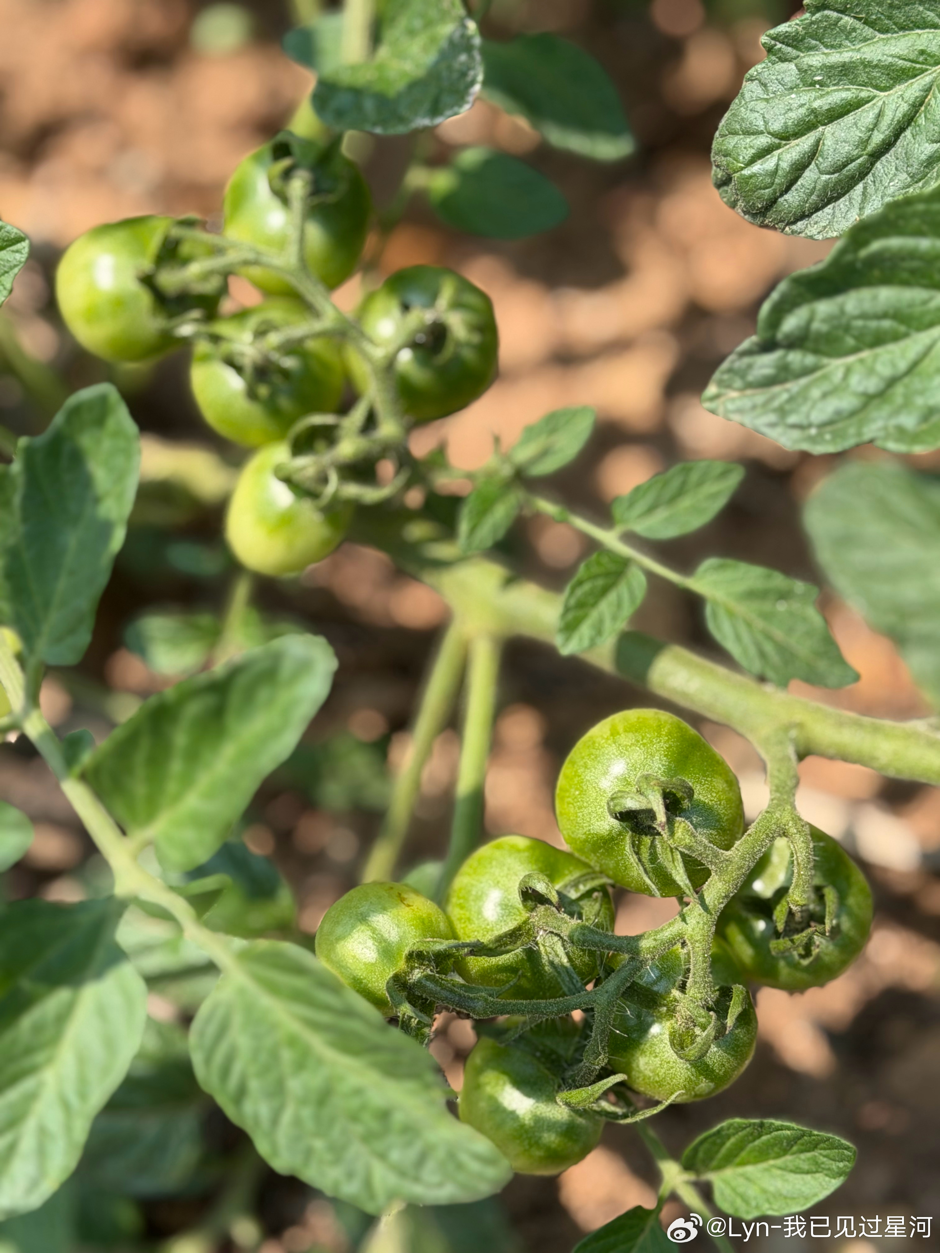 今年种了好几棵小番茄🍅每一棵都结挺多。当水果吃还是挺不错的啦