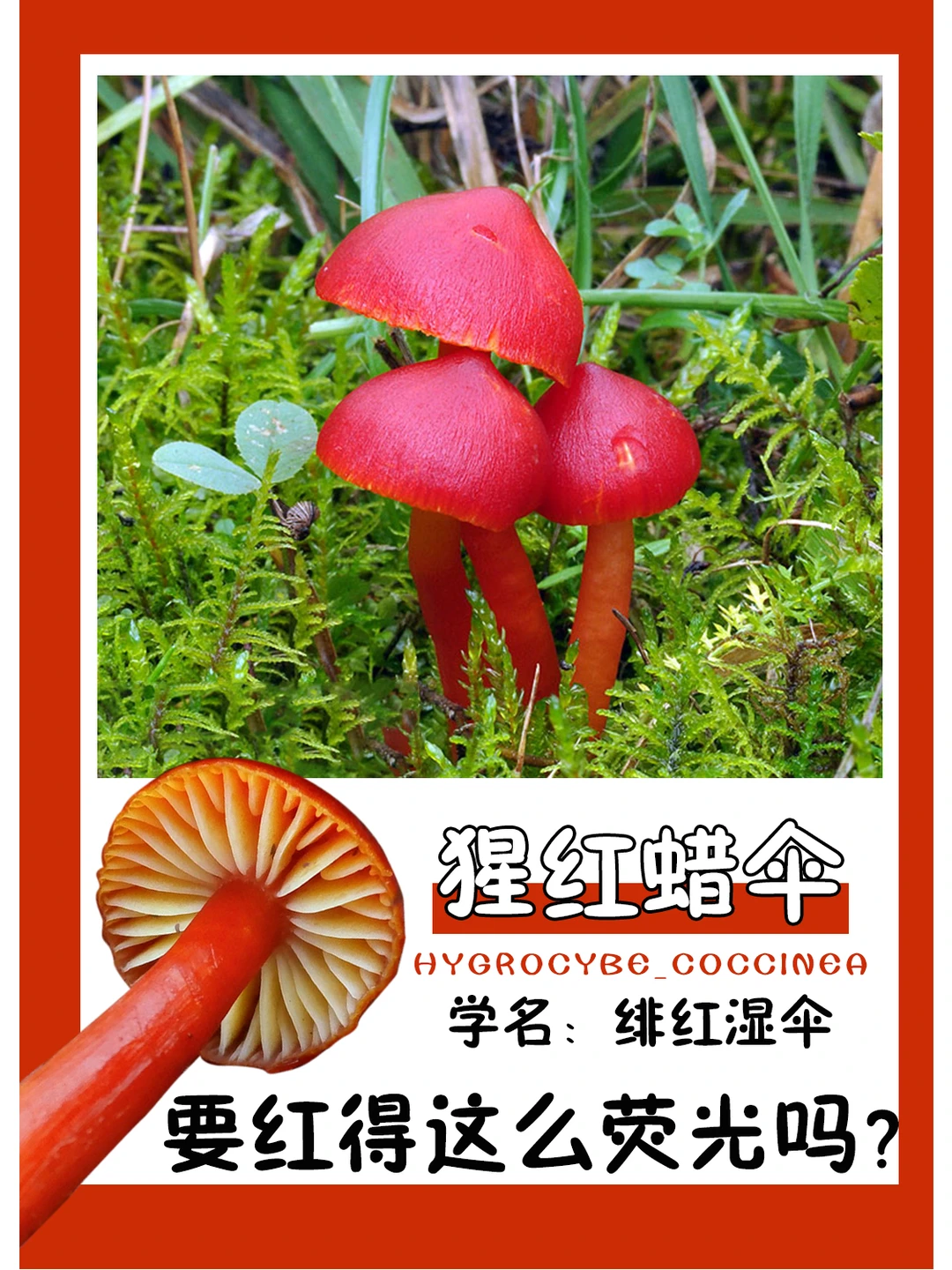 这么红，还可以吃，上哪儿说理去~