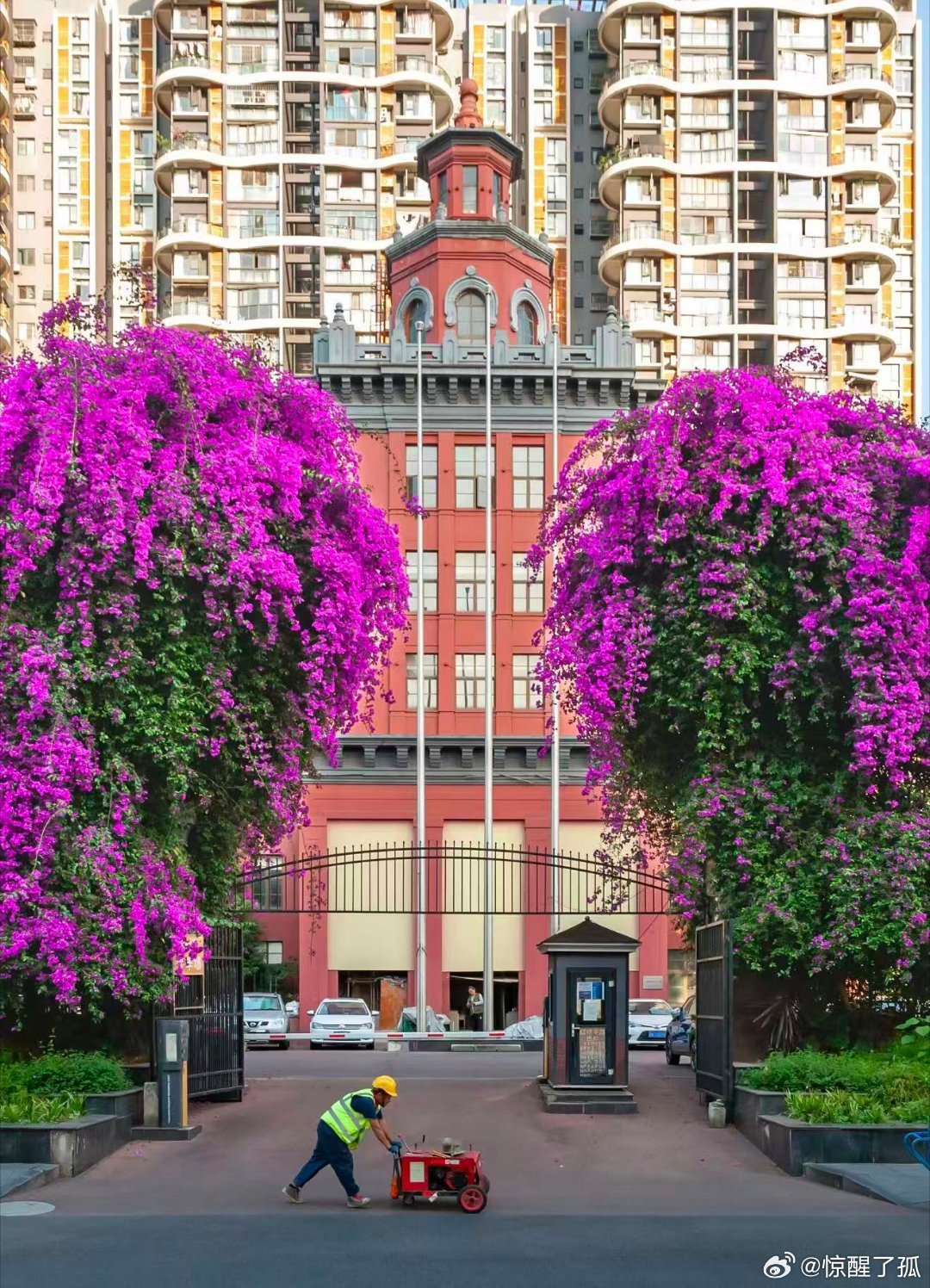 #成都一栋楼开成三角梅瀑布# 一栋楼，一面花瀑，一处城市限定风景。三角梅热烈盛放，让路过的人遇见春日惊喜。赏花同时请勿攀折、勿喧哗，共同守护这份属于成都的浪漫。 ​