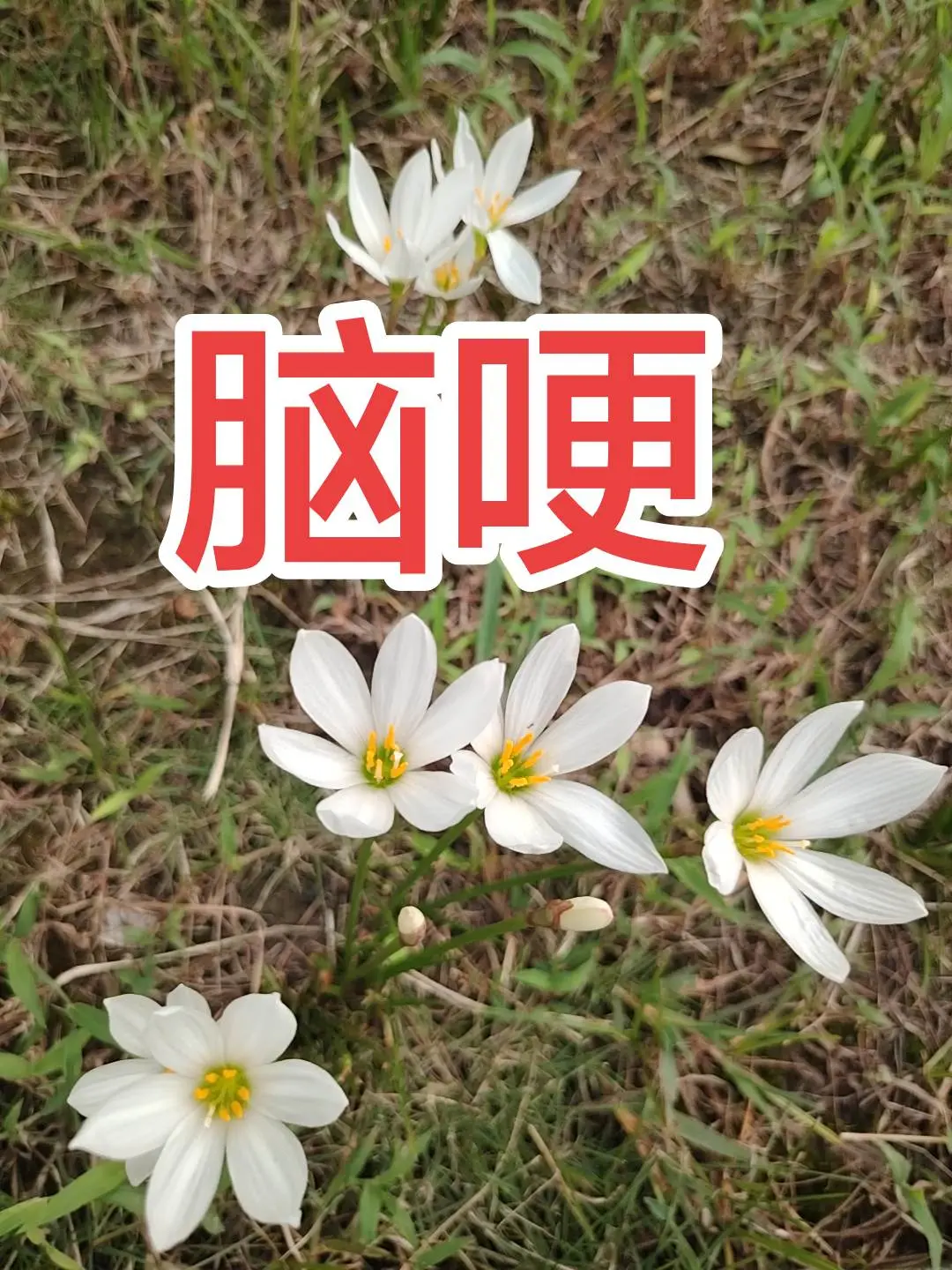 第二届