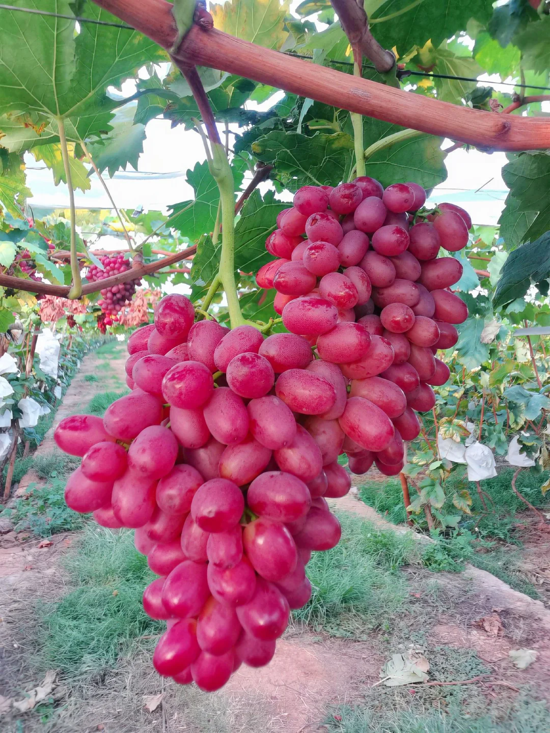 🍇在大凉山，我只卖这口葡萄，甜到跺脚！