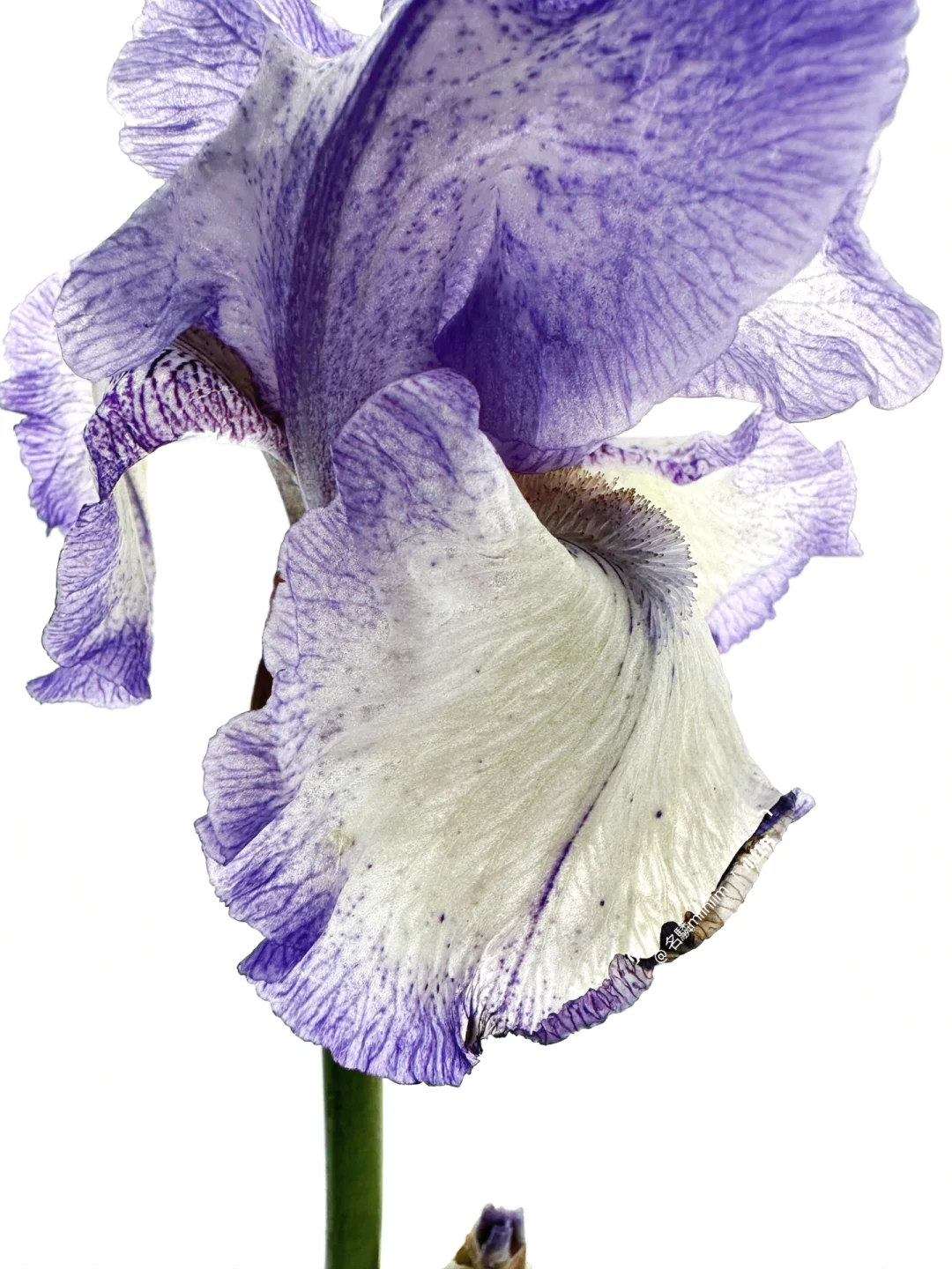 德国鸢尾｜混沌的紫中切下的白光，被称为神衹