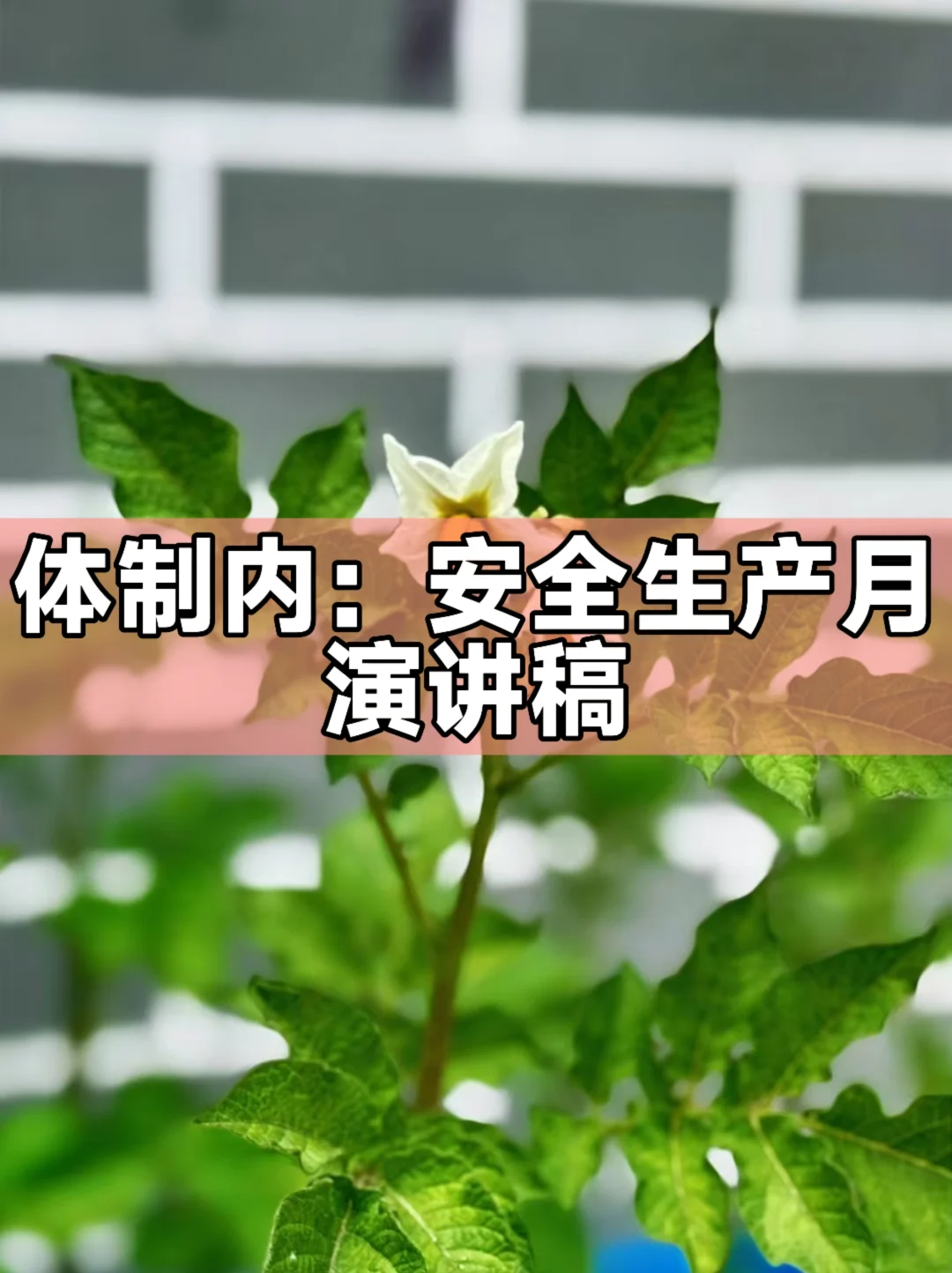 体制内：安全生产月演讲稿