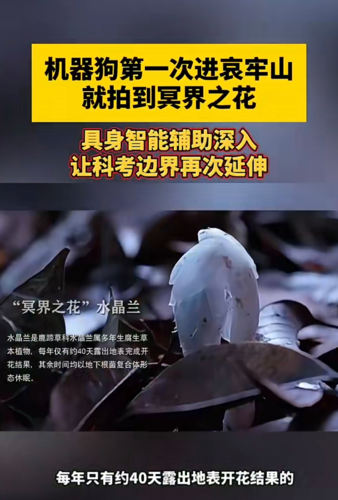 科研机器狗首次深入哀牢山原始密林，意外拍到传说中的“冥界之花”水晶兰。它通体洁白无叶绿素，不靠阳光光合作用，依靠腐殖质汲取养分，生长在阴暗潮湿的林下，外形独特，因此被赋予神秘别称。
 
水晶兰并非什么灵异植物，只是特殊的腐生植物，没有毒性。哀牢山地形复杂、雾大