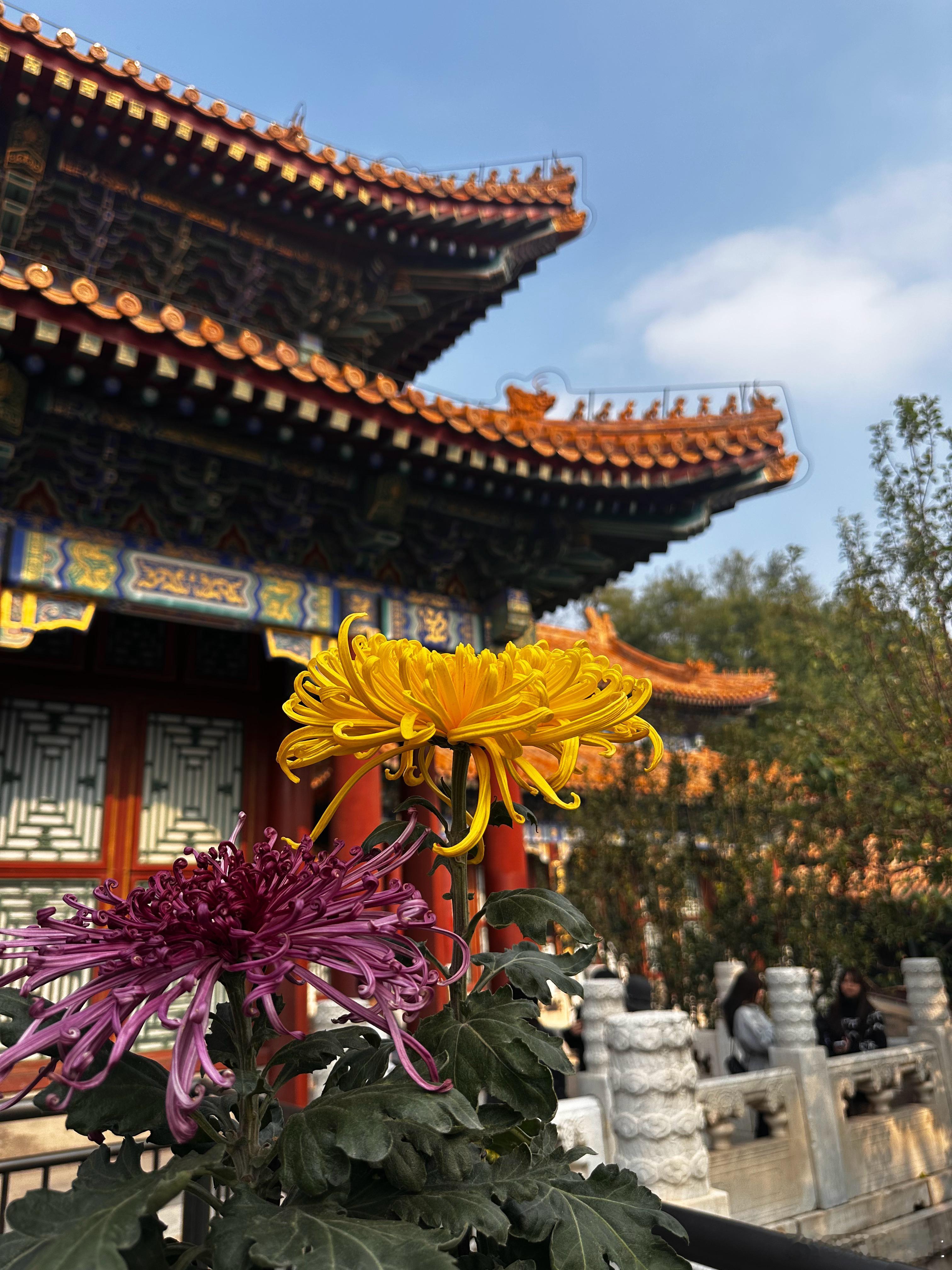 人老腿先老呀，走了一万多步膝盖就疼了。北京旅游没有淡季，全年都是人人人带老人游玩不能太累，打车到颐和园门口，走走停停，拍拍照，坐坐船，出来去吃个饭，给小侄女买了紫光园酸奶，还有十分钟就到家了 ​​​