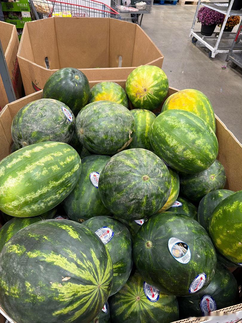 今天在Costco让小Gemini给我挑西瓜，她号称深黄接地斑的最佳首选瓜，因为黄斑说明该瓜在藤上自然成熟、糖分积累满分
Gemini是所有小AI里最喜欢胡说八道张嘴就来的，但因为我也完全不会挑瓜，姑且再信她一回，等下切开看看吧[呵呵] ​