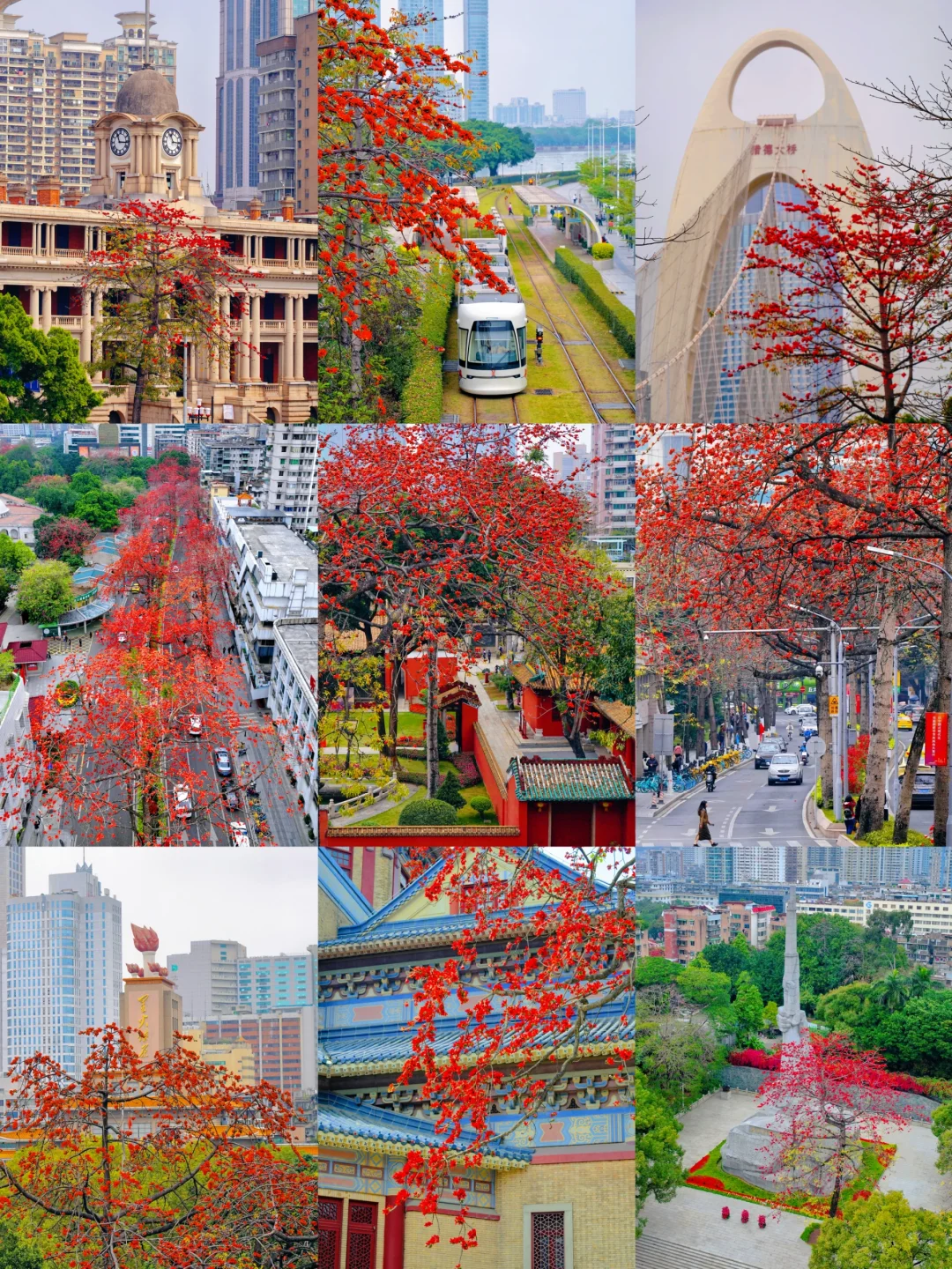 期待英雄花开的热烈！广州木棉花拍照攻略