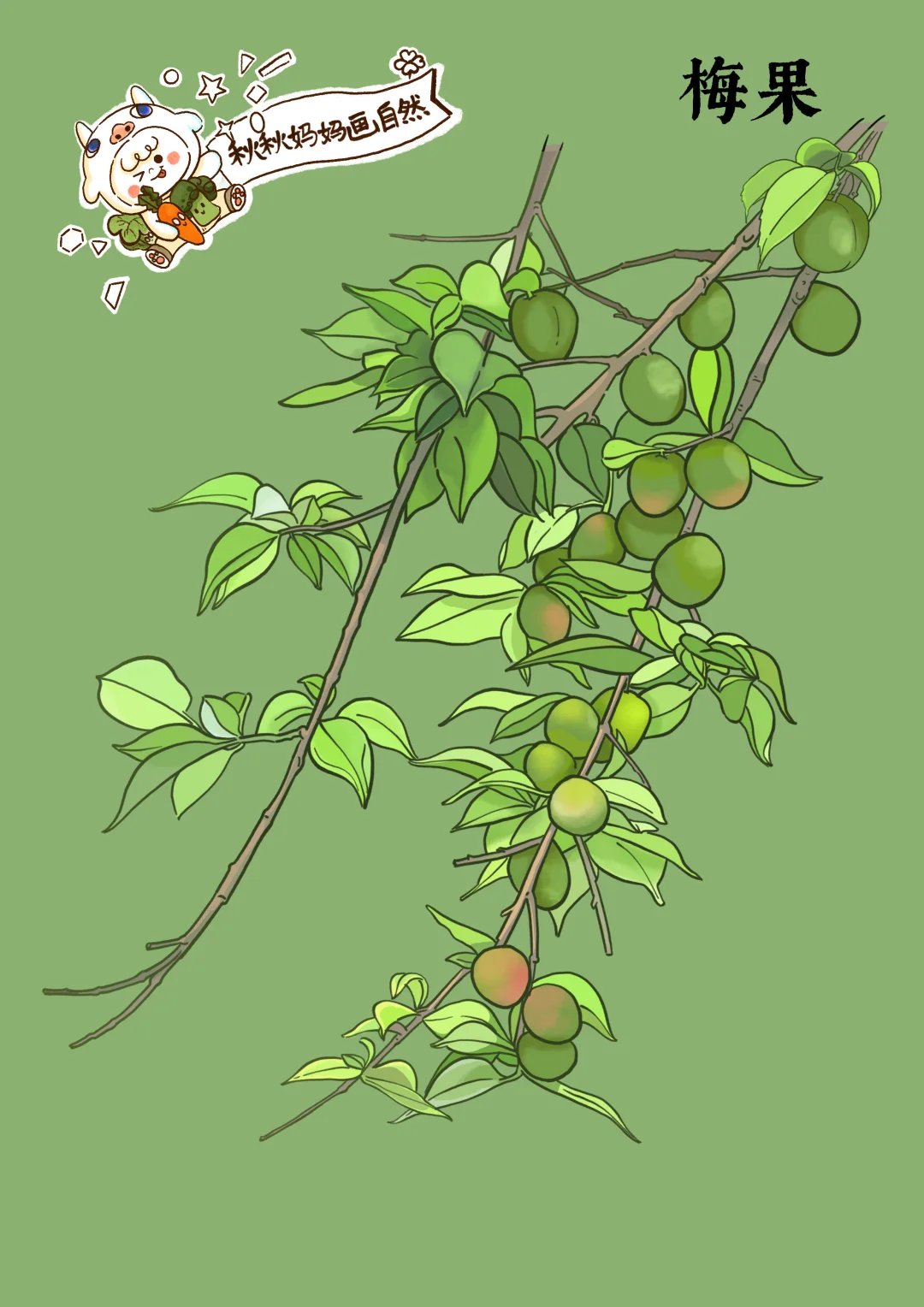 画给孩子的植物科普｜梅果-青梅