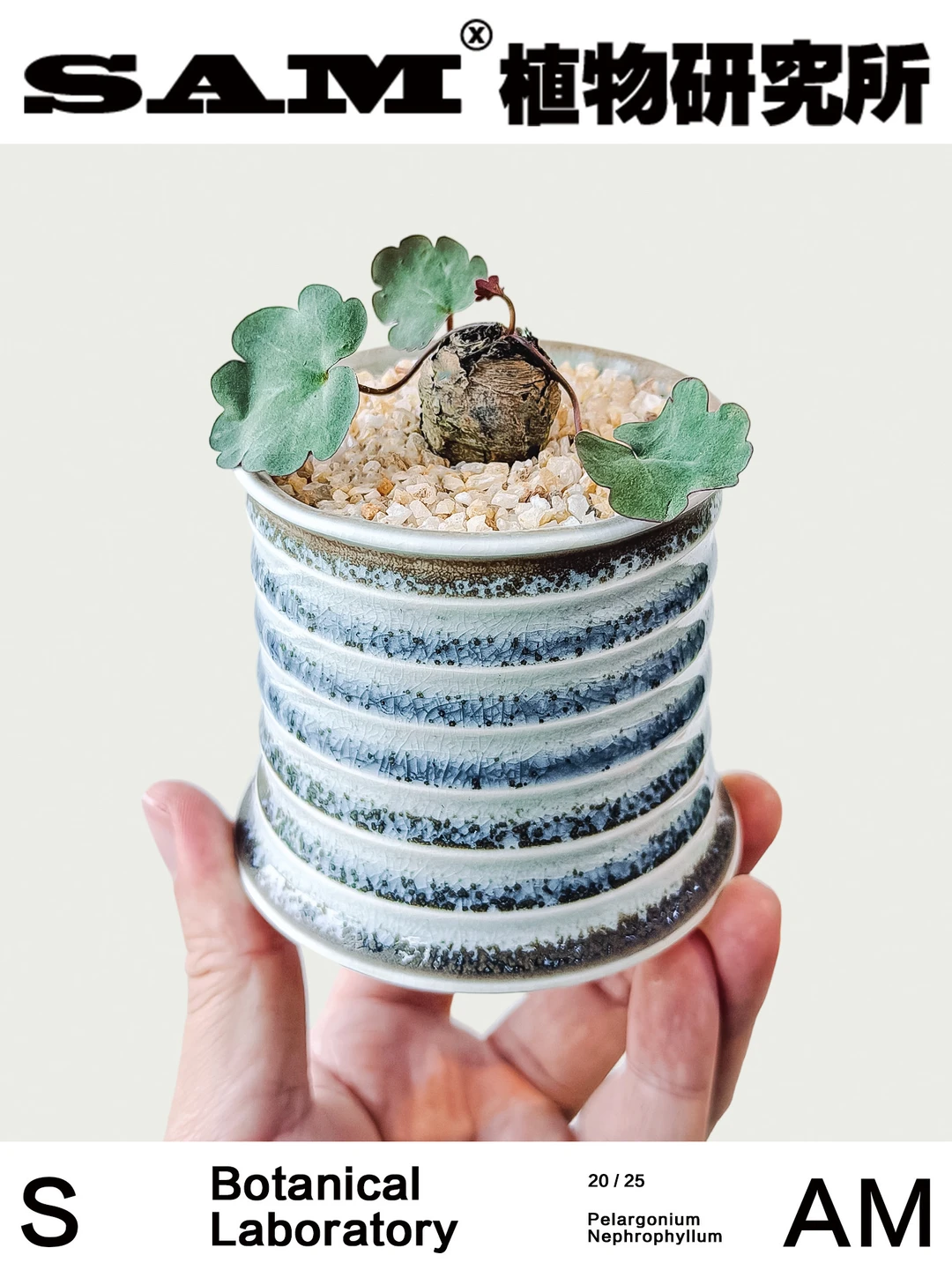 肾叶洋葵｜Pelargonium Nephrophyllum