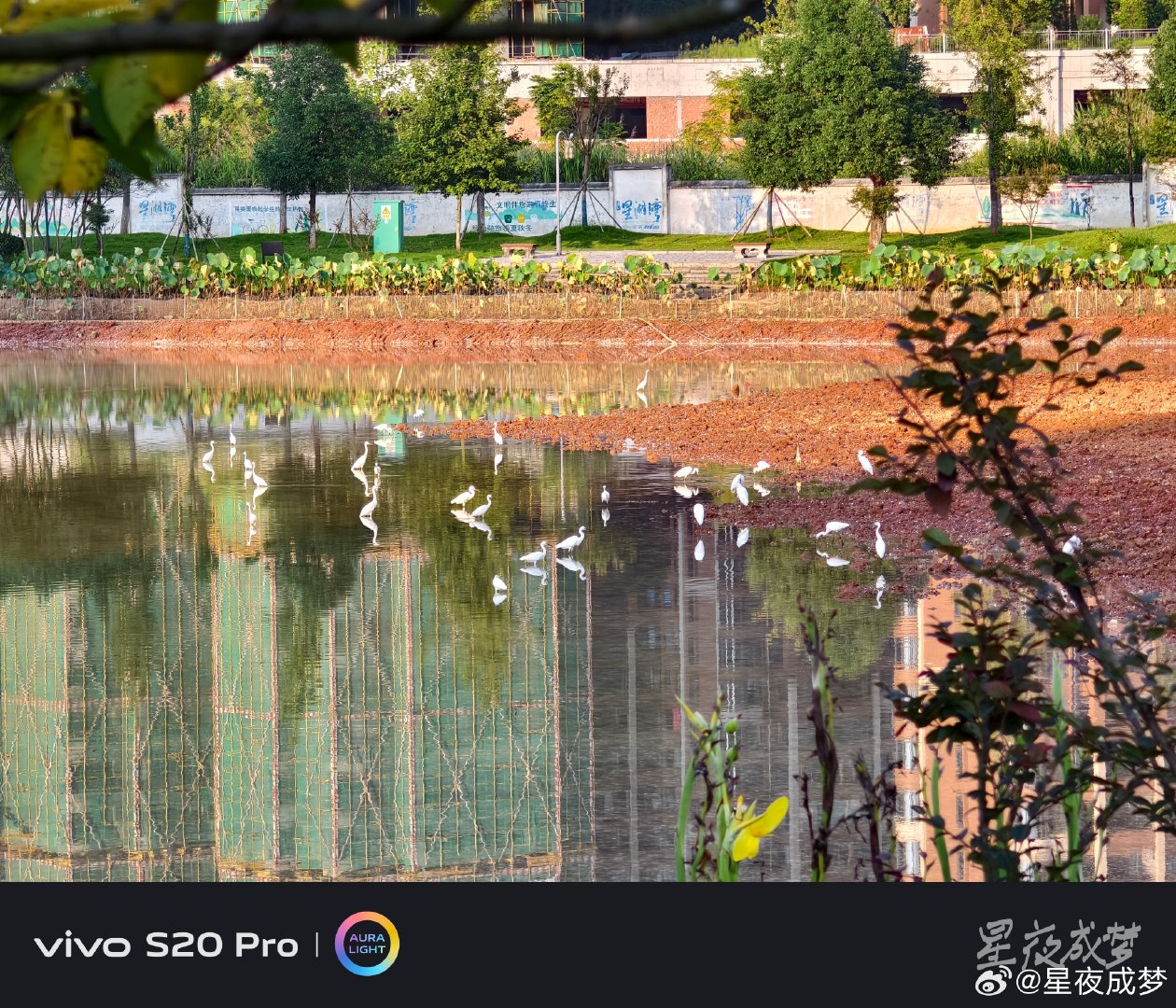 #vivo[超话]# 湖面上一群白鹭正在悠闲地觅食，白色的身影在水中倒映成画，水面还倒映着远处的高楼，岸边的红土和荷花构成了最美的前景，城市里能有这样的生态真好。vivo S20 Pro把白鹭的姿态和水面的倒影都拍得很清楚，色彩还原真实，画面干净，随手记录下这人与自然和谐的一幕。#vivo##vivo超话# ​