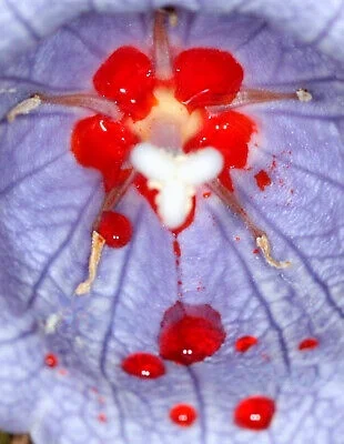 稀有的红色花蜜～毛里求斯风铃草Nesocodon