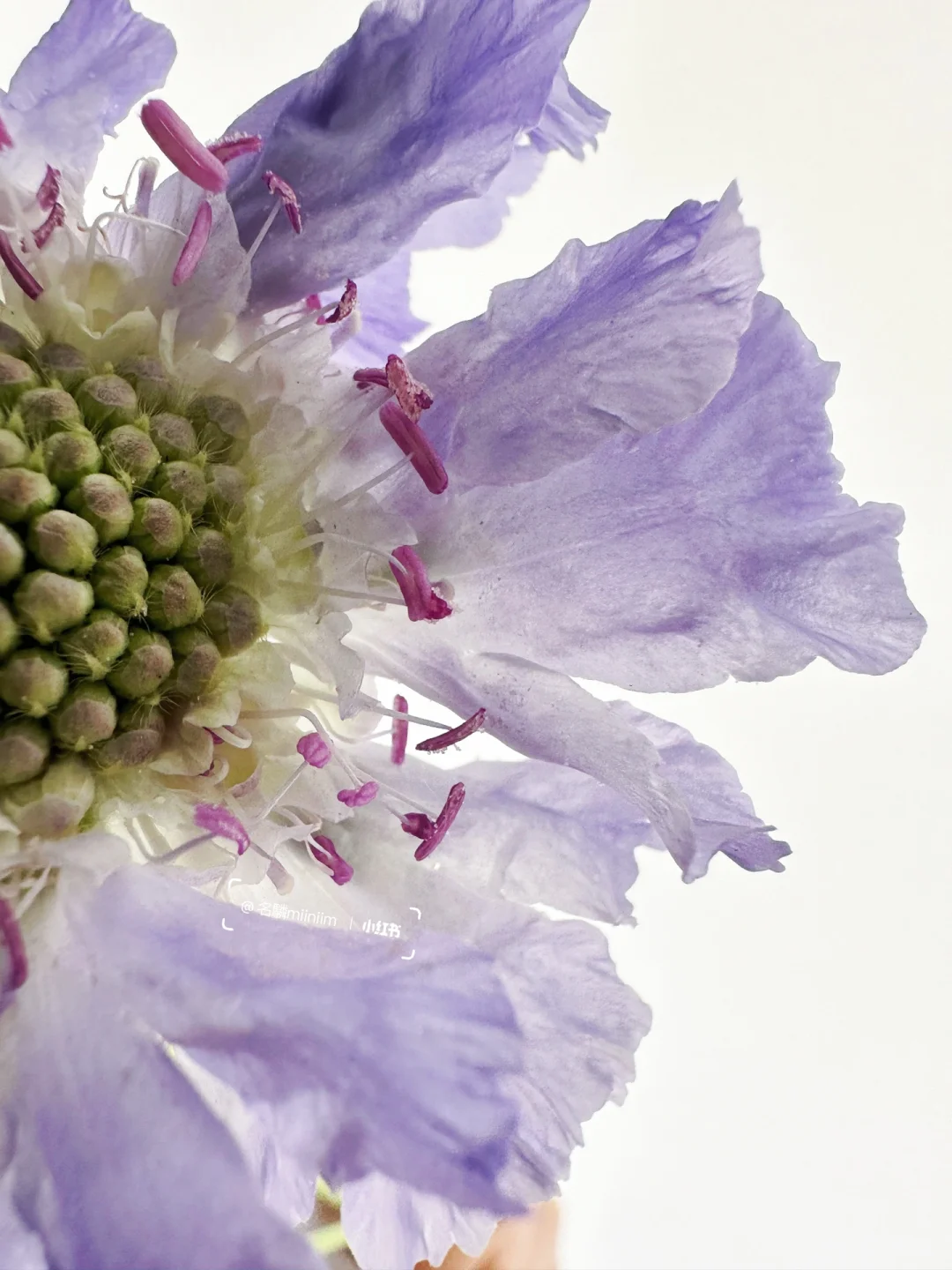 雪青色蓝盆花｜自带“BE美感”——无法实现的爱