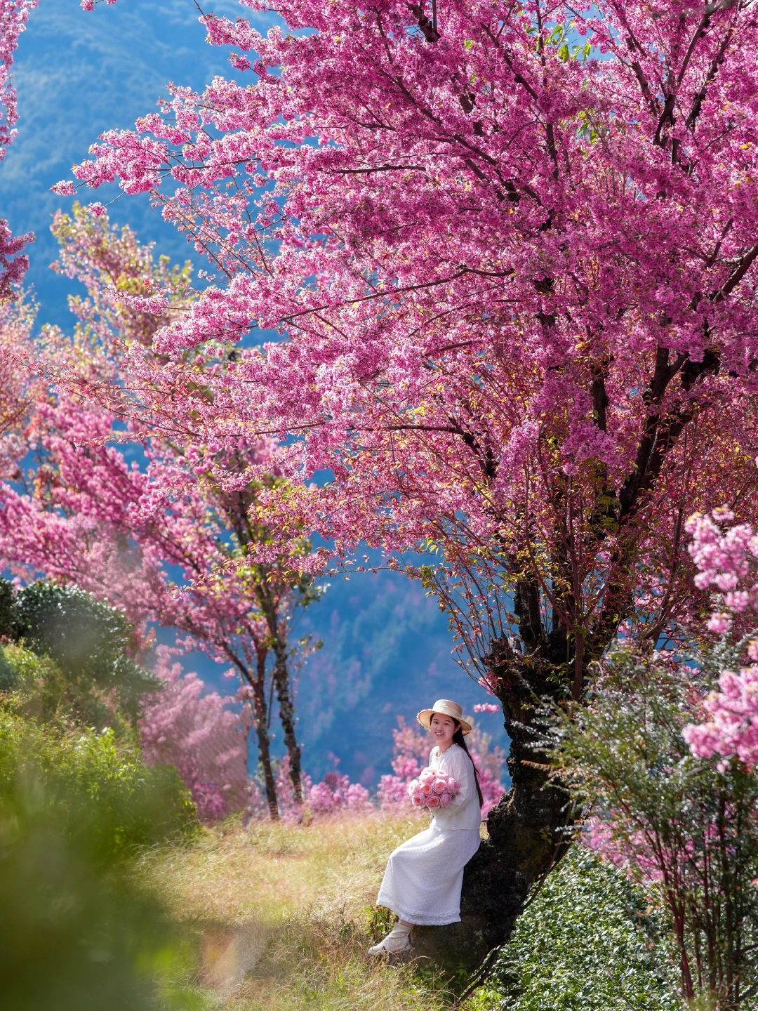 比冬天先到的，是大理的春天（附樱花拍照）