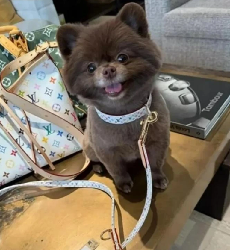 几万块的包，阿娇没自己背，给爱犬驮着坐进了头等舱。 
 
她是四十五岁的钟欣潼，前阵子发了段开箱视频，把爱犬温柔地塞进一只联名限量宠物包，对着镜头说带它去公共场合怕影响别人，放里方便，还展示过一只名牌背包，轻描淡写说就当网球袋，因为我就喜欢。那只朱古力色的小狗，日常用品从兜子颈带到帽子全是大牌，住着