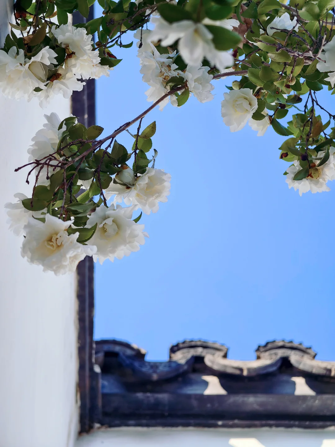 园林冬日“仙品”🌸白茶花开如仙落凡间…