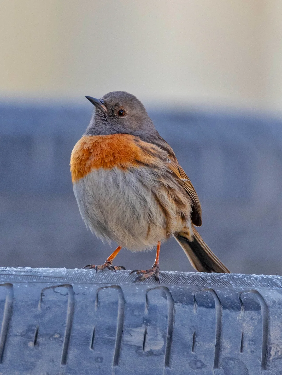 昂首挺胸的鸲岩鹨