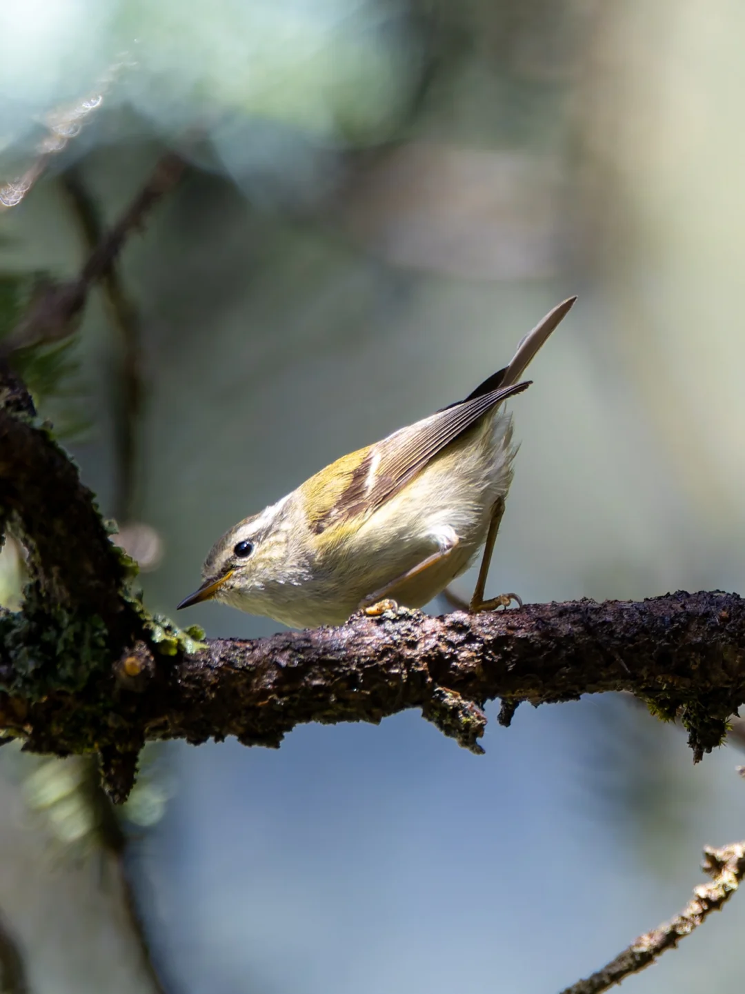 一群乖巧可爱但吵闹的甘肃柳莺