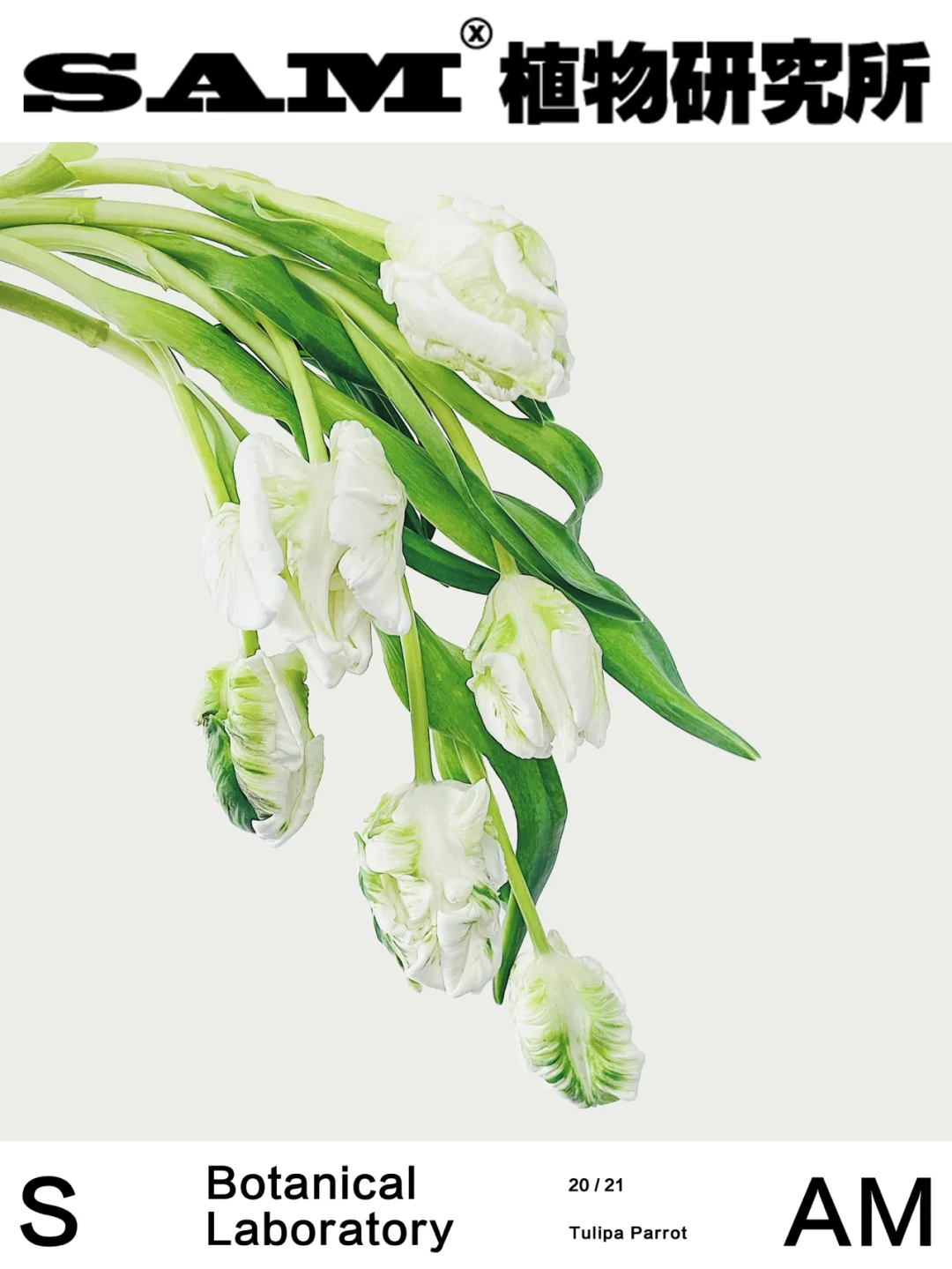 鹦鹉郁金香｜Tulipa Parrot